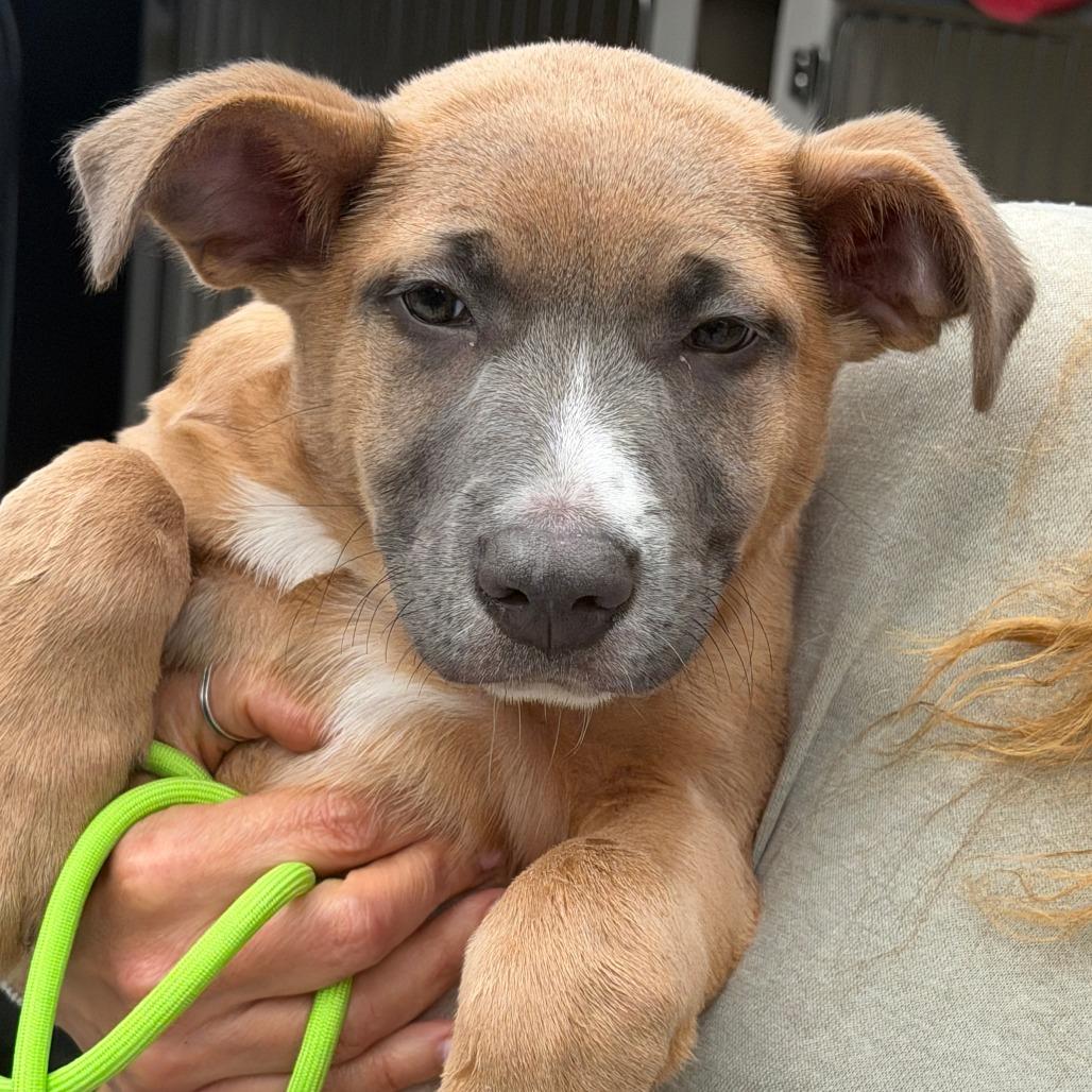 Thora, a Adoptable Mixed Breed in Sonoma, CA image 3/3