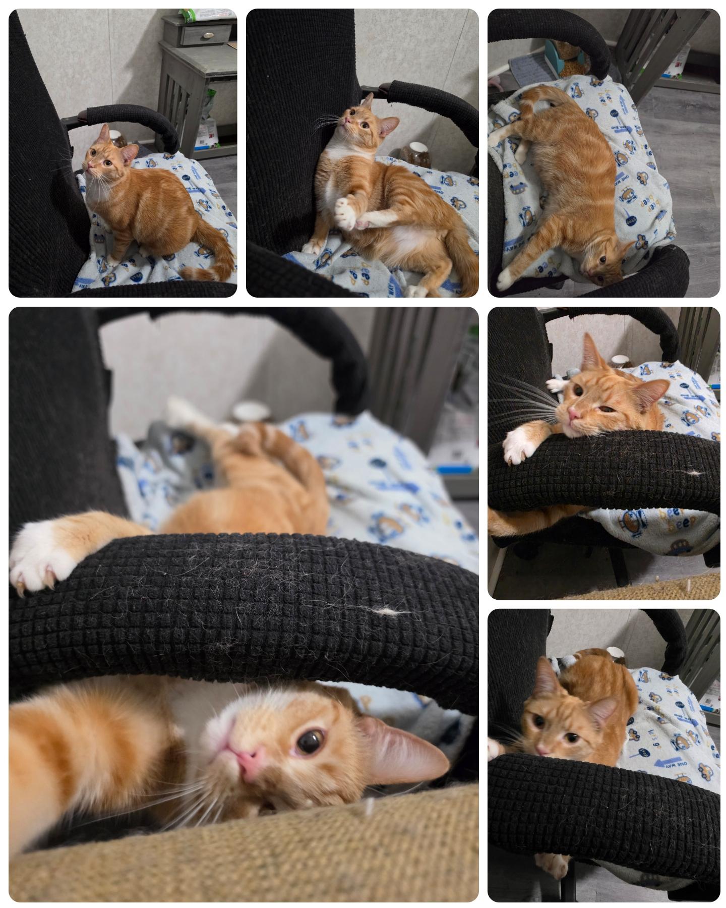 Enlarge Juice, a ADOPTABLE Domestic Short Hair in Hickory, NC image 2/6