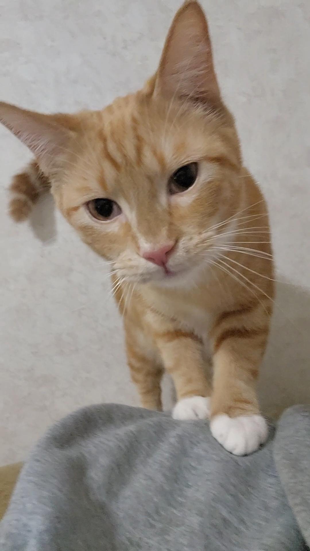 Enlarge Juice, a ADOPTABLE Domestic Short Hair in Hickory, NC image 5/6