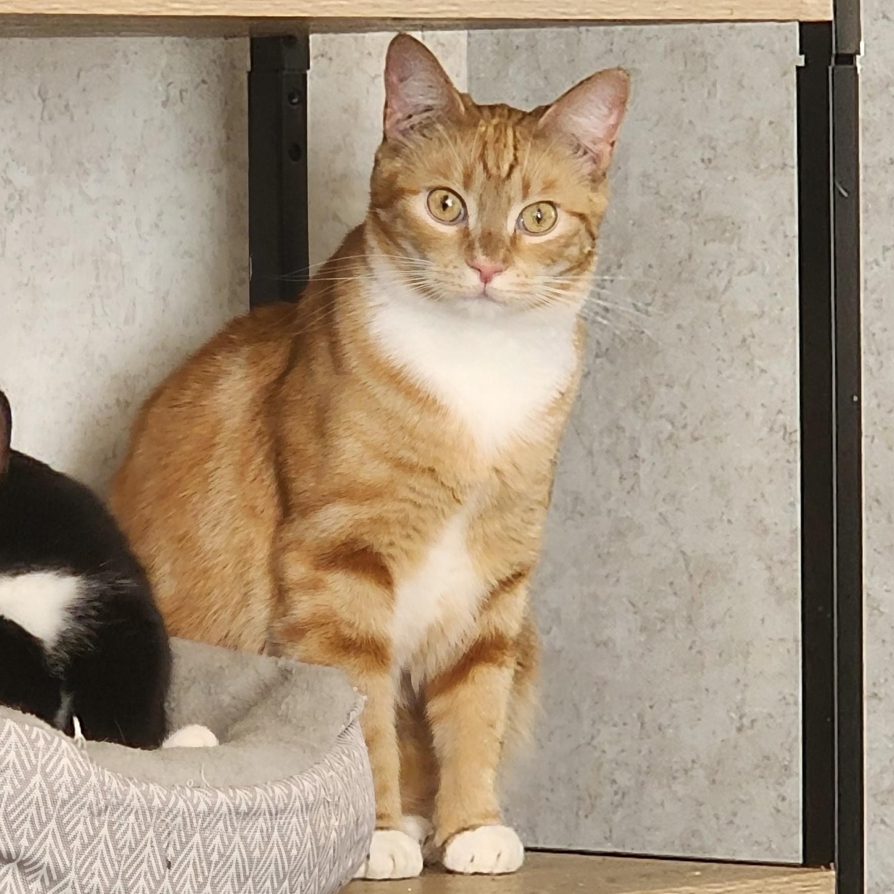 Enlarge Juice, a ADOPTABLE Domestic Short Hair in Hickory, NC image 3/6