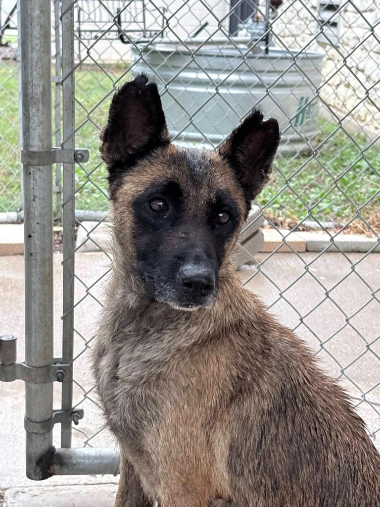 Enlarge Ursula, a Adoptable Belgian Shepherd / Malinois in Richland Hills, TX image 1/3