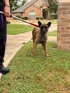 Enlarge Ursula, a Adoptable Belgian Shepherd / Malinois in Richland Hills, TX image 2/3