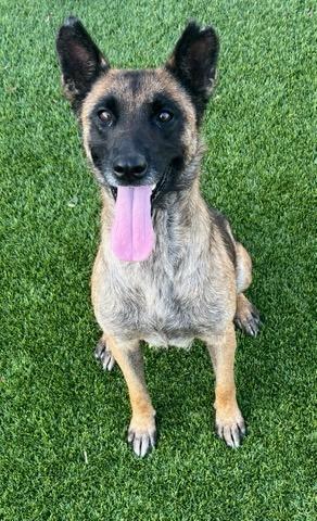 Enlarge Ursula, a Adoptable Belgian Shepherd / Malinois in Richland Hills, TX image 3/3