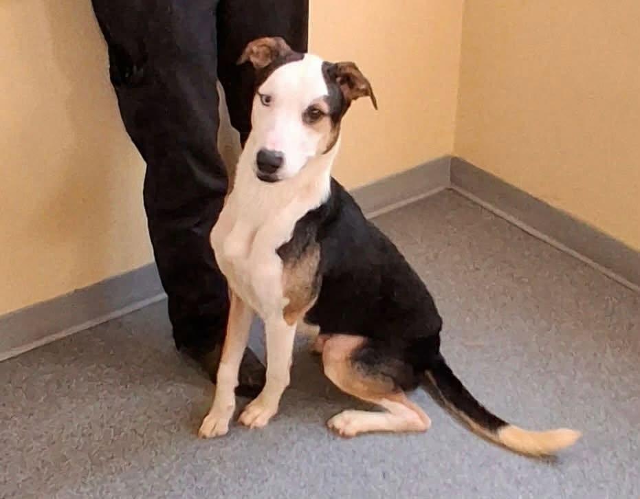 Enlarge Milo, a Adoptable Terrier in Covington, VA image 1/1
