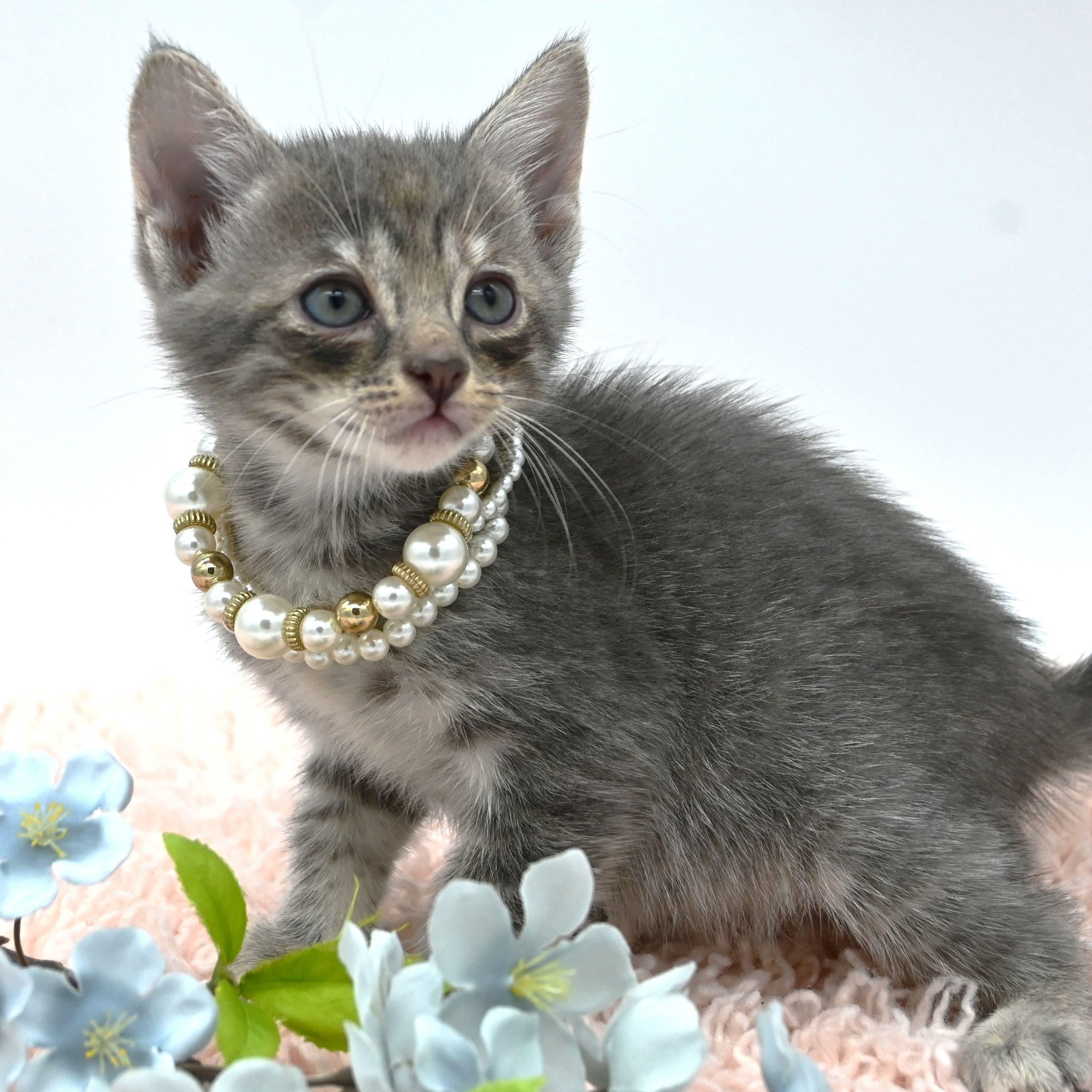 Enlarge Ivy (so sweet and loving), a Adoptable mixed breed in Farmington, CT image 5/6