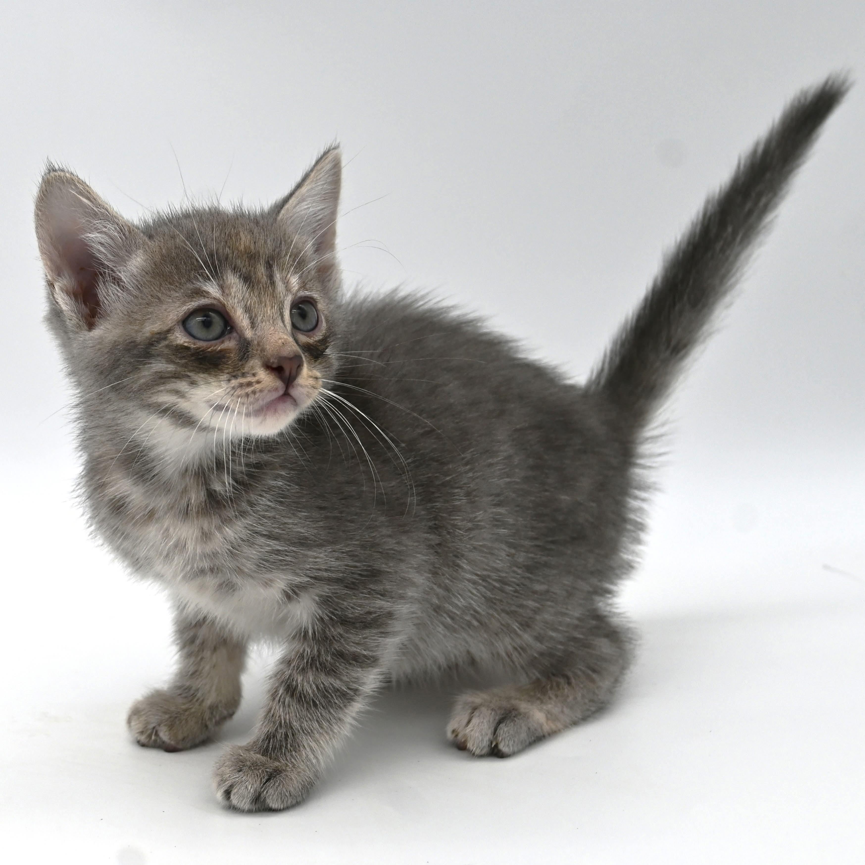 Enlarge Ivy (so sweet and loving), a Adoptable mixed breed in Farmington, CT image 4/6