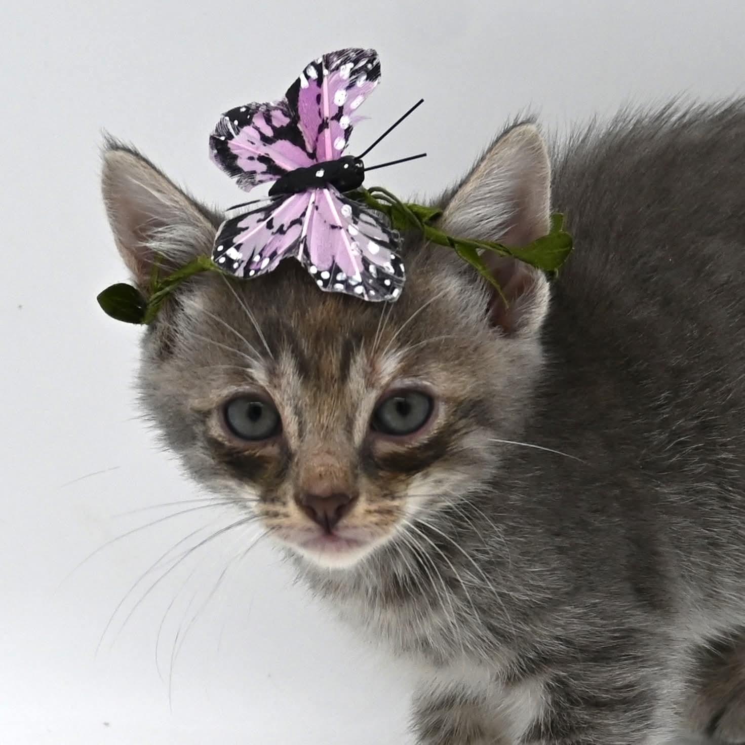 Enlarge Ivy (so sweet and loving), a Adoptable mixed breed in Farmington, CT image 3/6