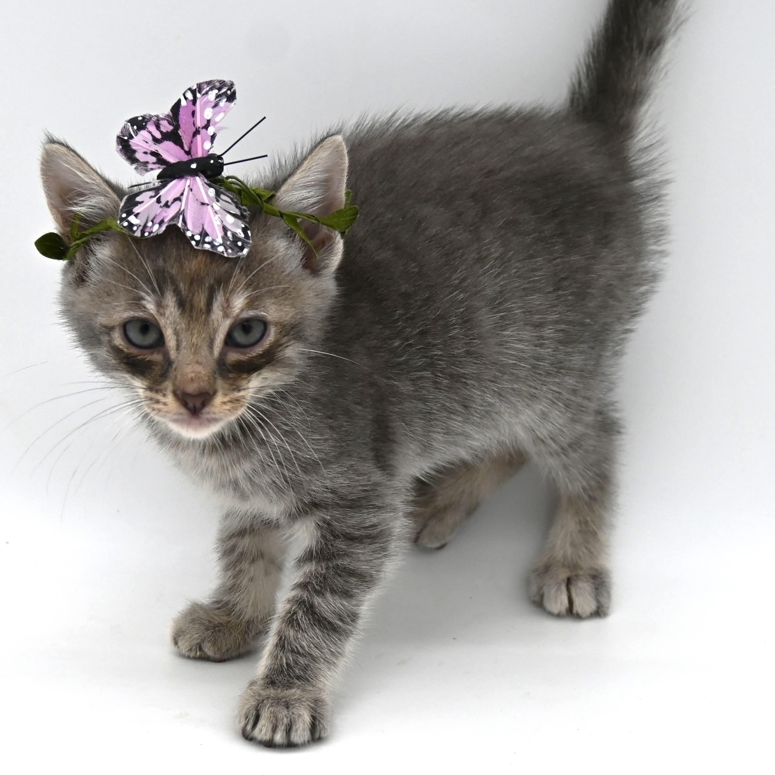 Enlarge Ivy (so sweet and loving), a Adoptable mixed breed in Farmington, CT image 6/6