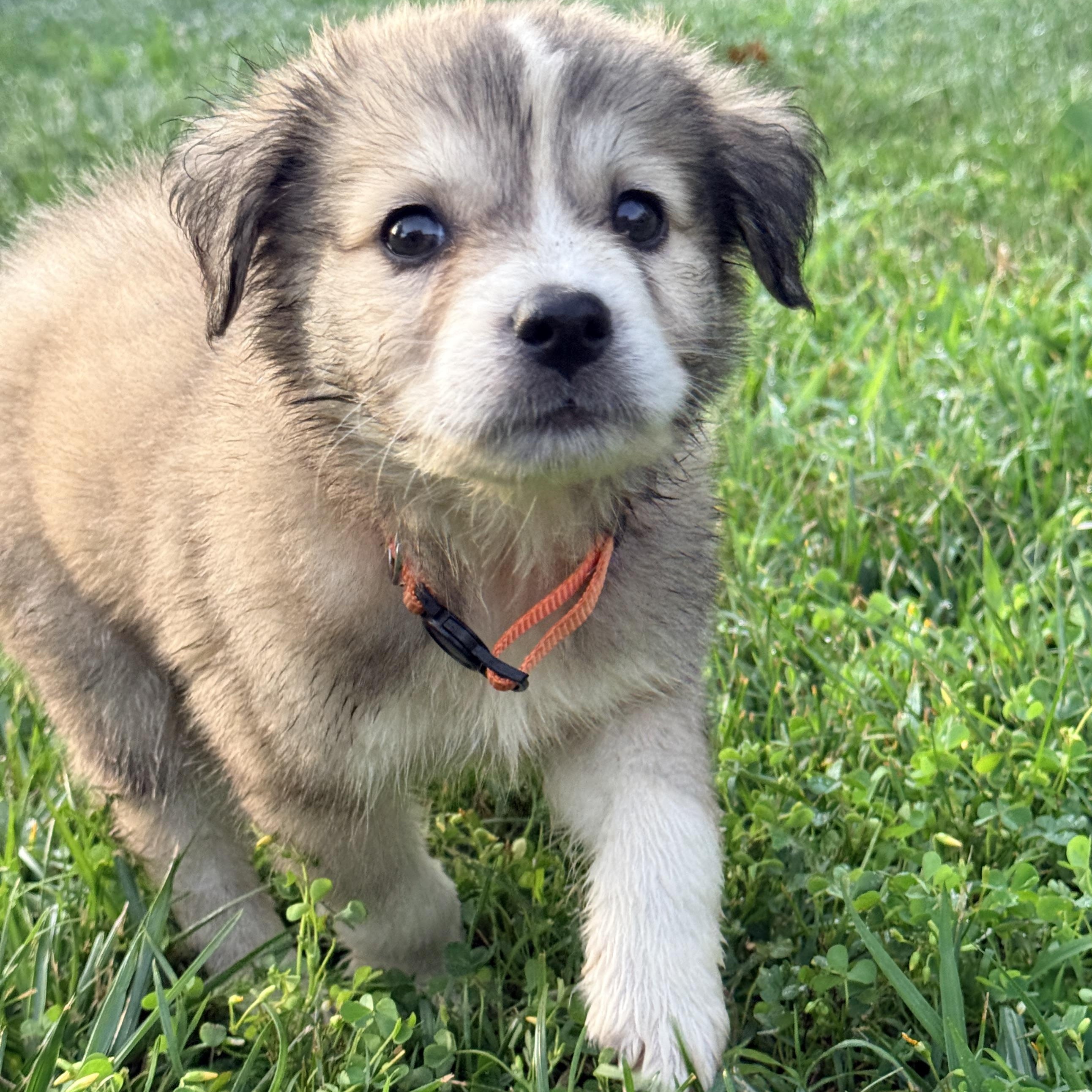 Enlarge Wada, a ADOPTABLE mixed breed in Columbia, MD image 6/6