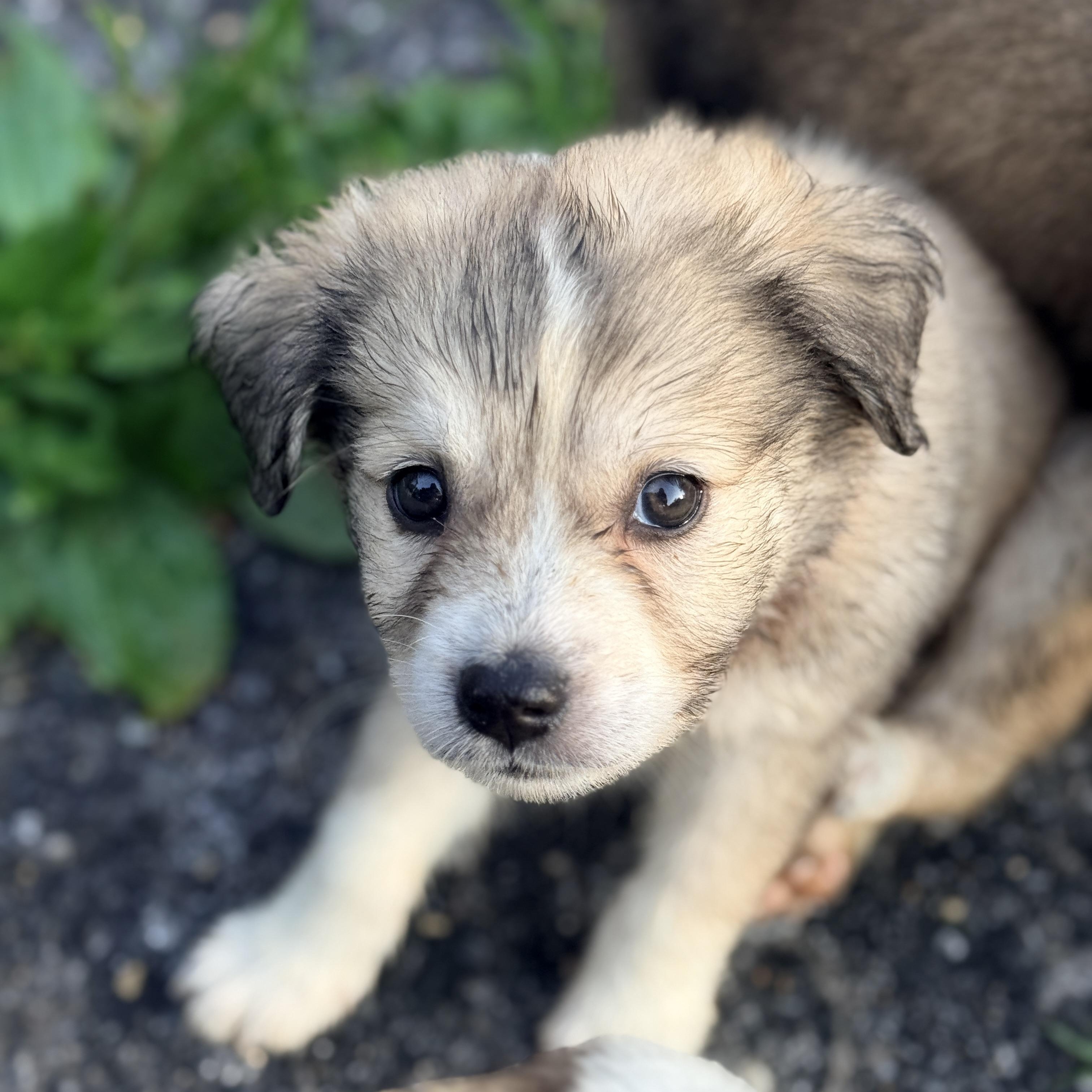 Wada, ADOPTABLE, Puppy Female Mixed Breed & Boxer.