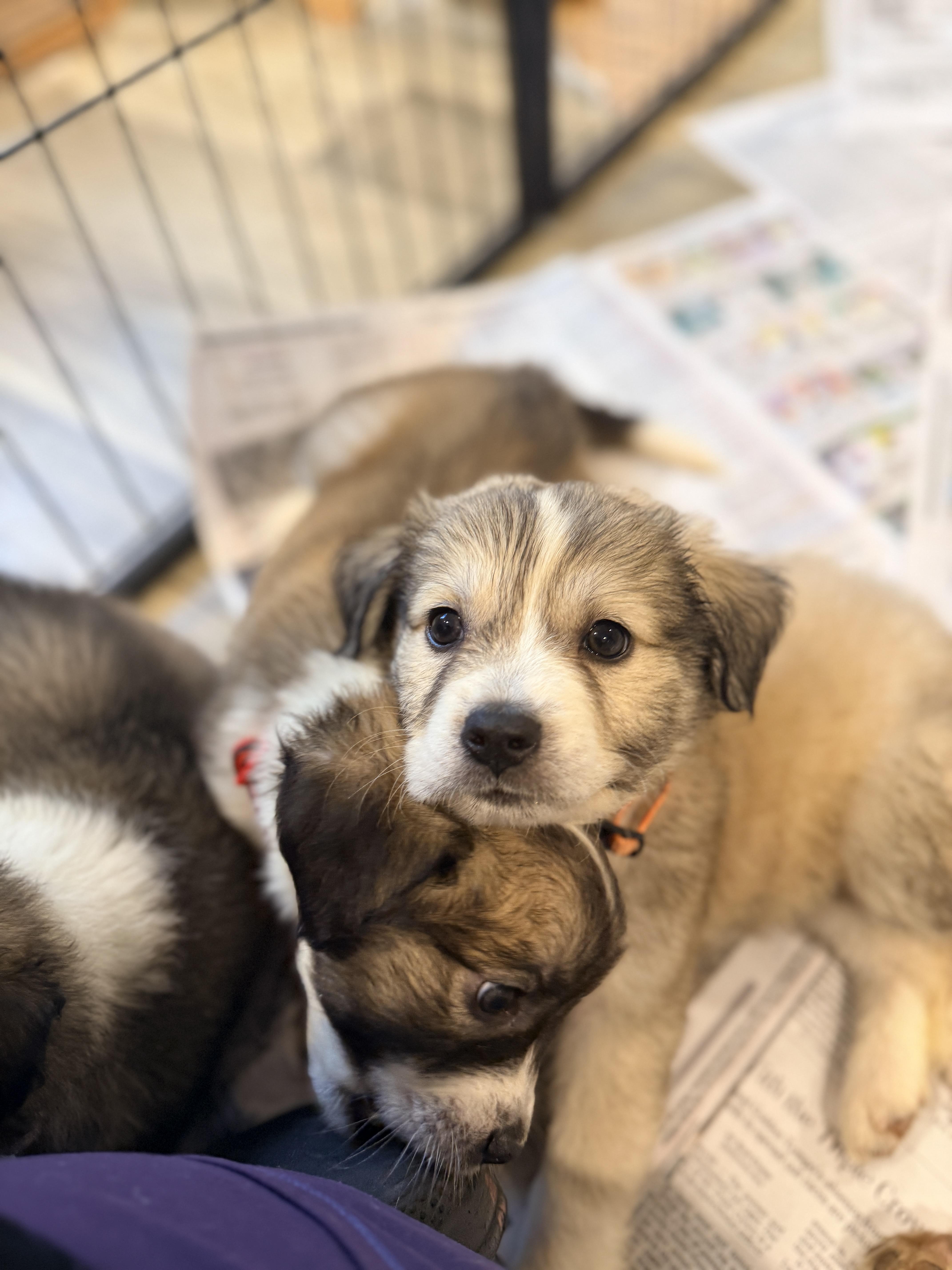 Enlarge Wada, a ADOPTABLE mixed breed in Columbia, MD image 3/6