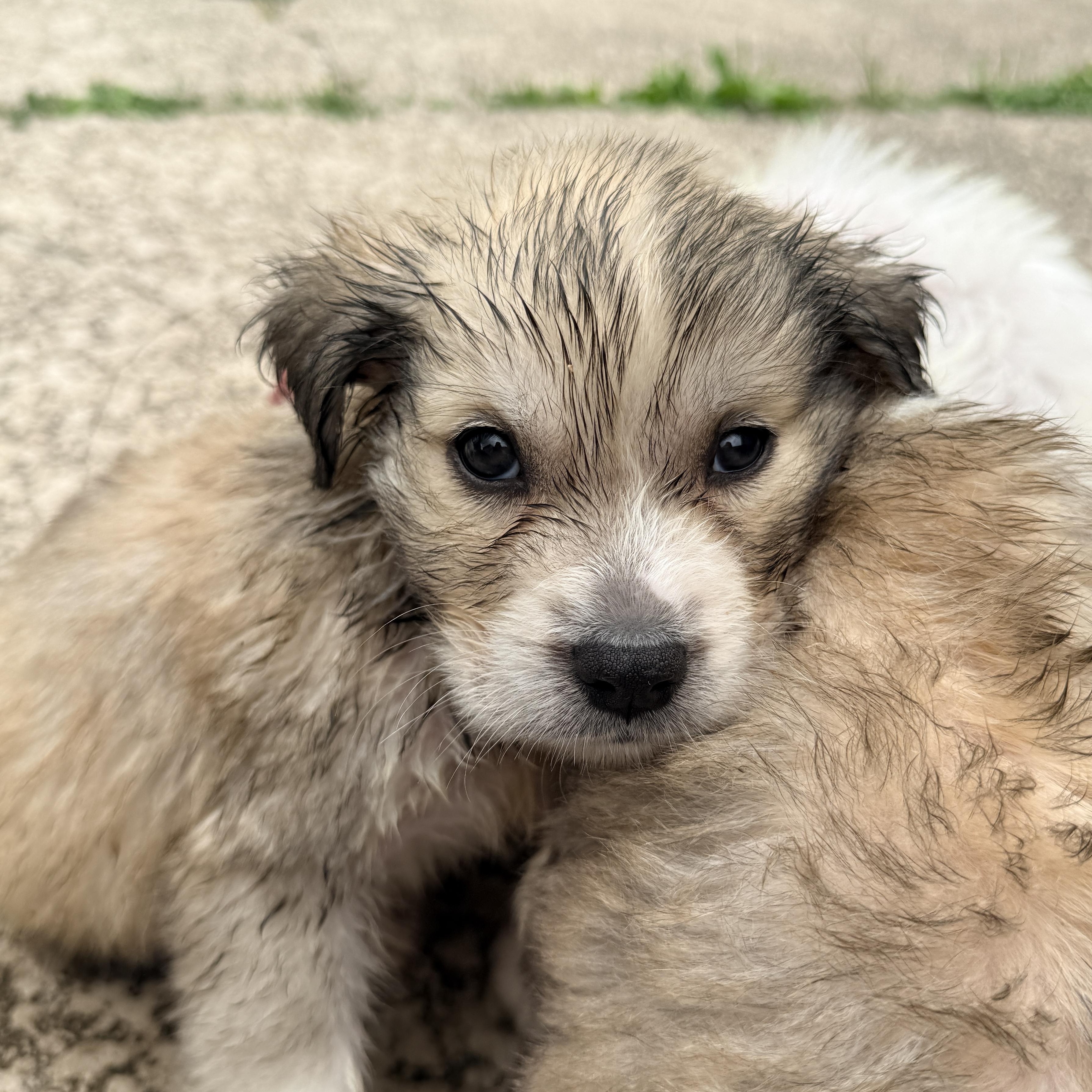 Enlarge Wada, a ADOPTABLE mixed breed in Columbia, MD image 5/6