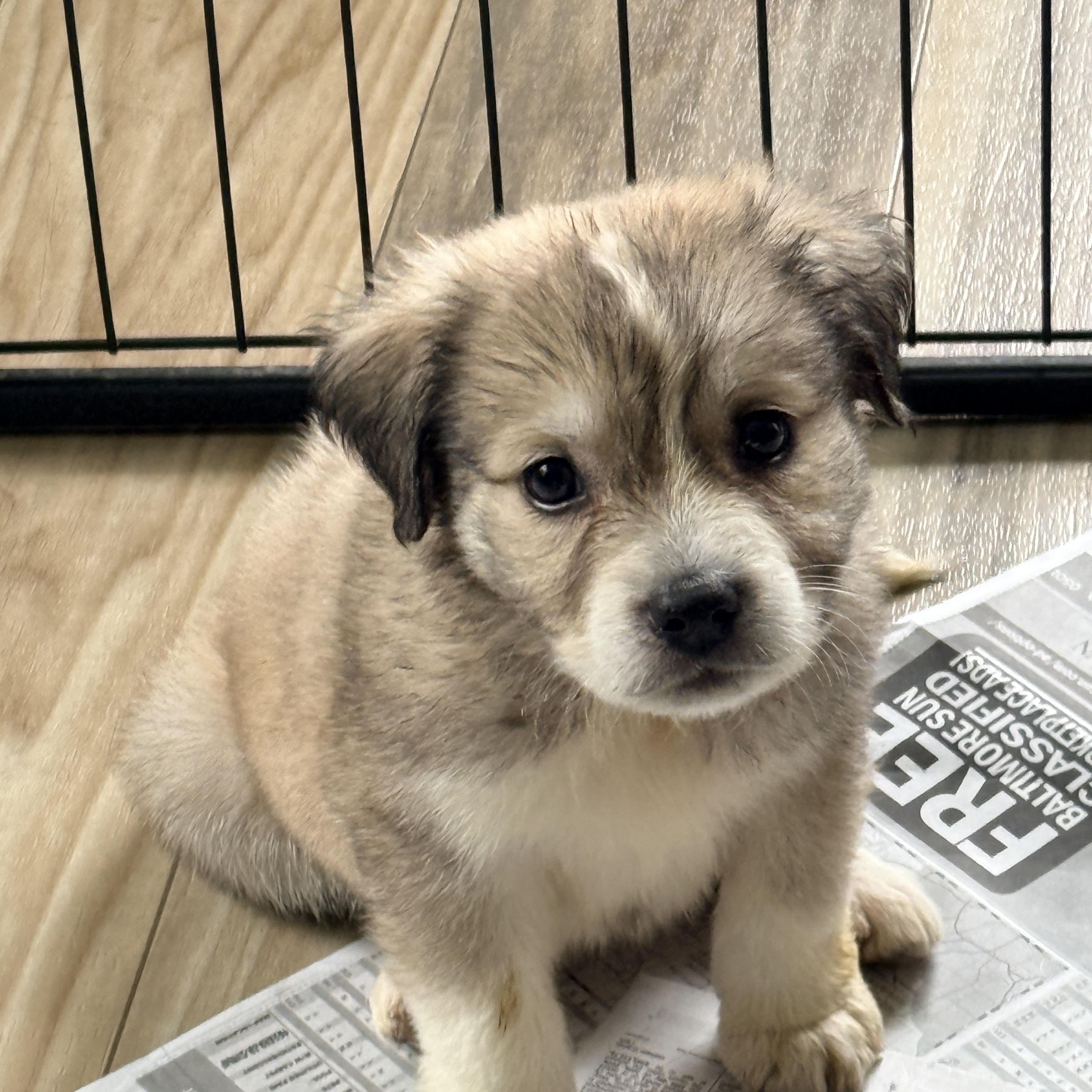 Enlarge Wada, a ADOPTABLE mixed breed in Columbia, MD image 4/6