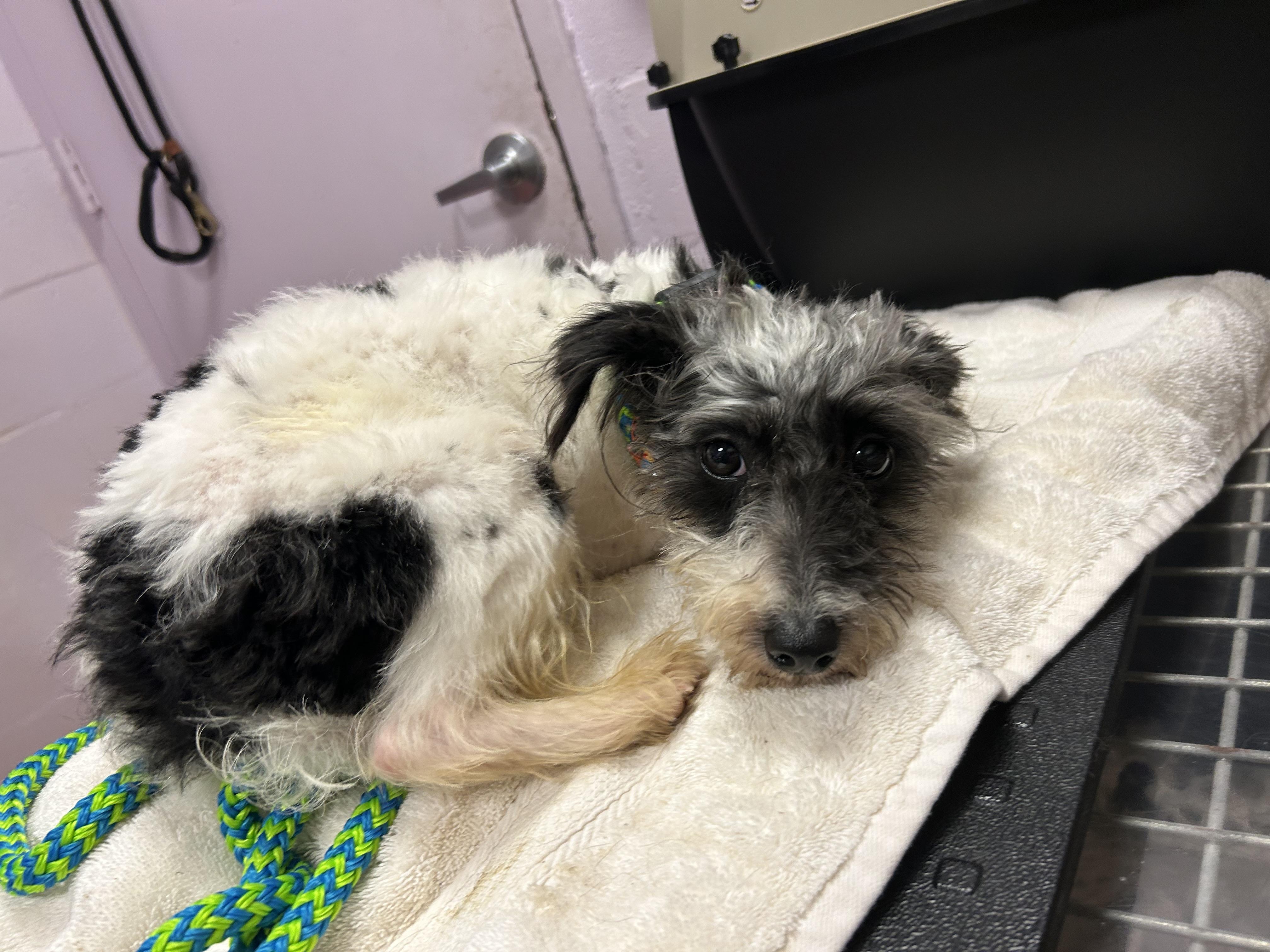 Freddie, ADOPTABLE, Young Male Miniature Schnauzer & Yorkshire Terrier.