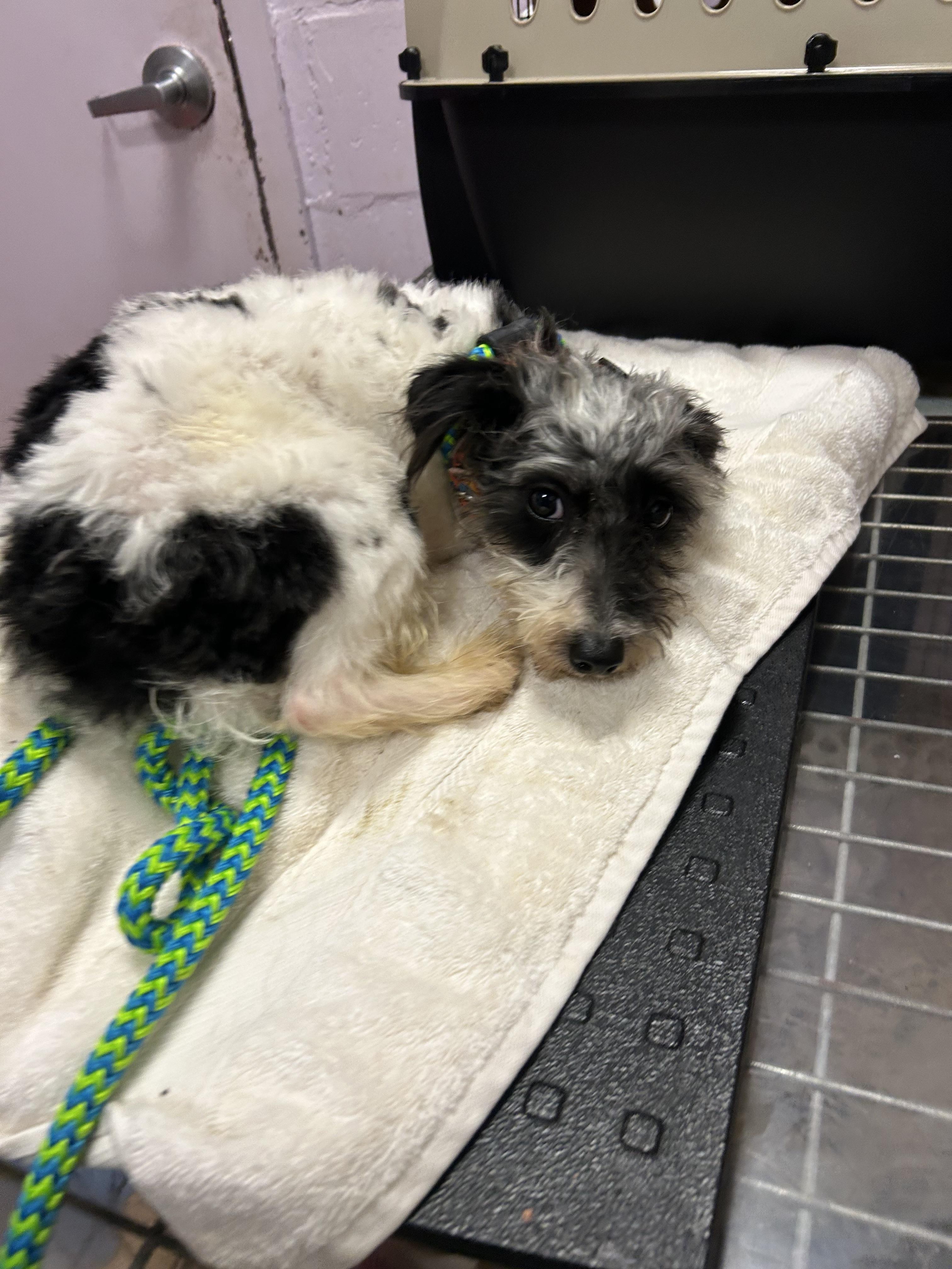Enlarge Freddie, a ADOPTABLE mixed breed in Oak Ridge, NJ image 2/4