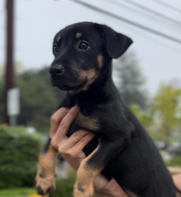 Stumpy, Adoptable, Puppy Female Australian Cattle Dog / Blue Heeler.