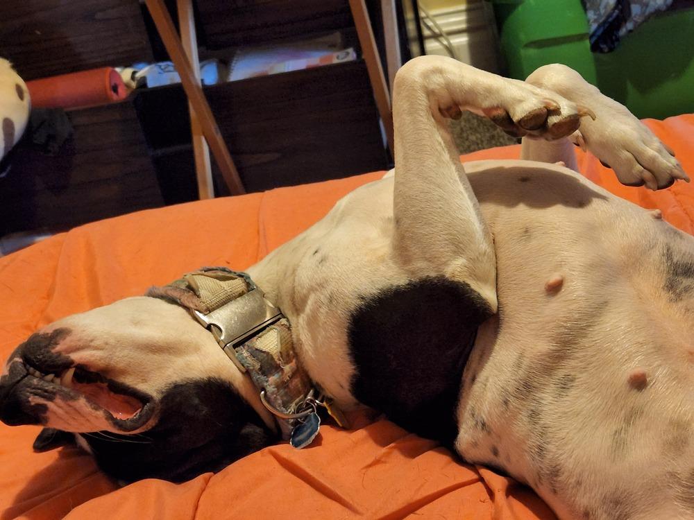 Xena (26-030 D), Adoptable, Adult Female Mixed Breed.