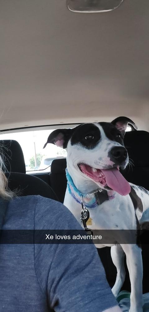 Enlarge Xena (26-030 D), a Adoptable mixed breed in Lansing, MI image 4/6