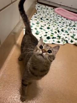 Willow, ADOPTABLE, Adult Female Domestic Short Hair.