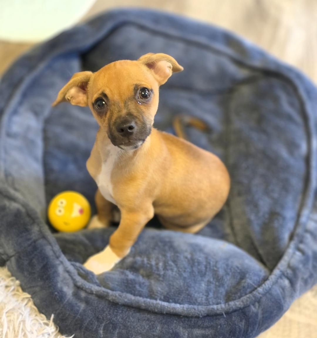 Slinky, Adoptable, Puppy Male Chihuahua.