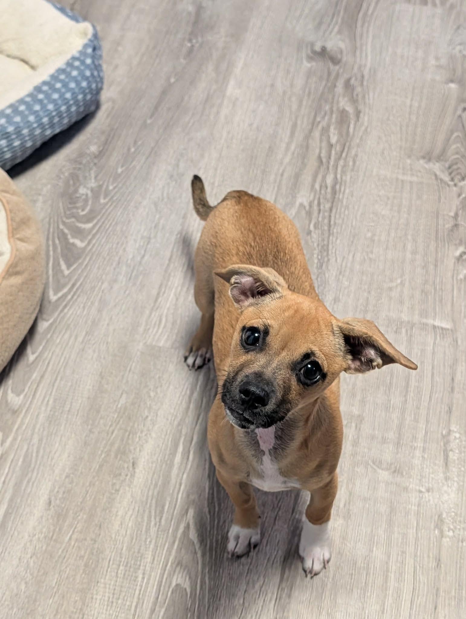 Enlarge Slinky, a Adoptable mixed breed in Lincoln, NE image 2/4