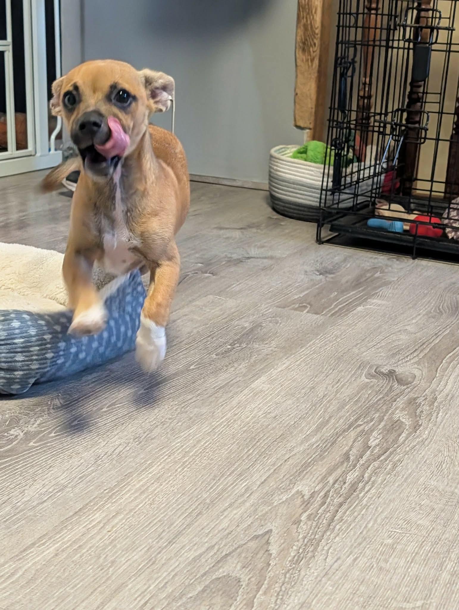 Enlarge Slinky, a Adoptable mixed breed in Lincoln, NE image 4/4