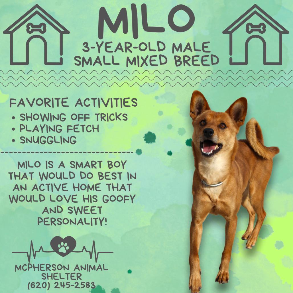Enlarge Milo, a Adoptable Mixed Breed in McPherson, KS image 1/6