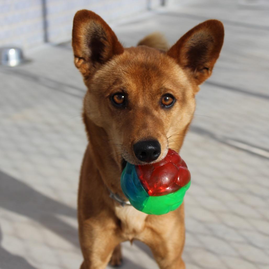 Enlarge Milo, a Adoptable Mixed Breed in McPherson, KS image 2/6