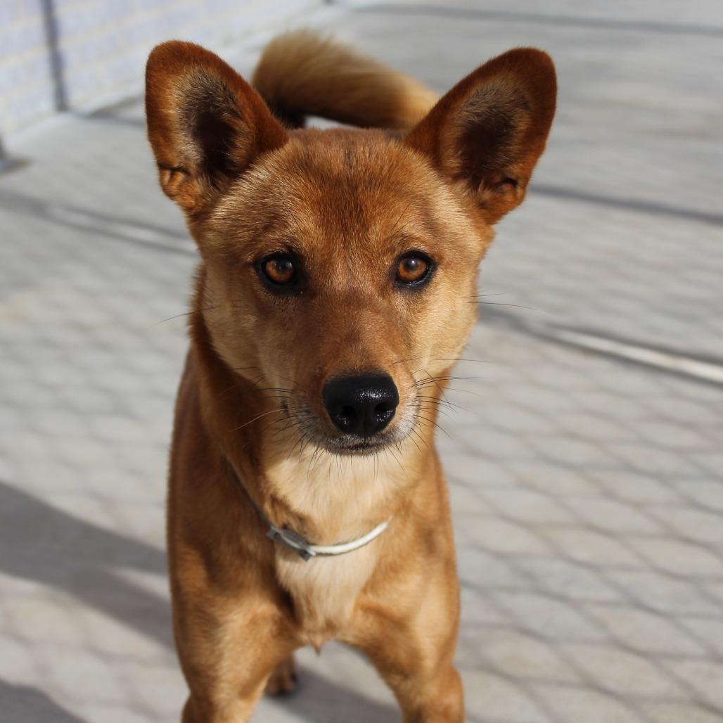 Enlarge Milo, a Adoptable Mixed Breed in McPherson, KS image 4/6