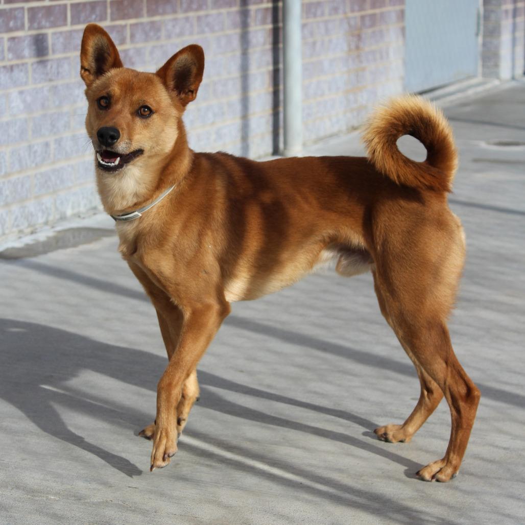 Enlarge Milo, a Adoptable Mixed Breed in McPherson, KS image 5/6