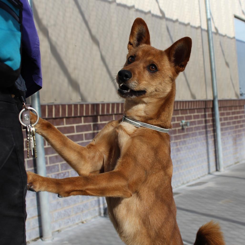 Enlarge Milo, a Adoptable Mixed Breed in McPherson, KS image 6/6