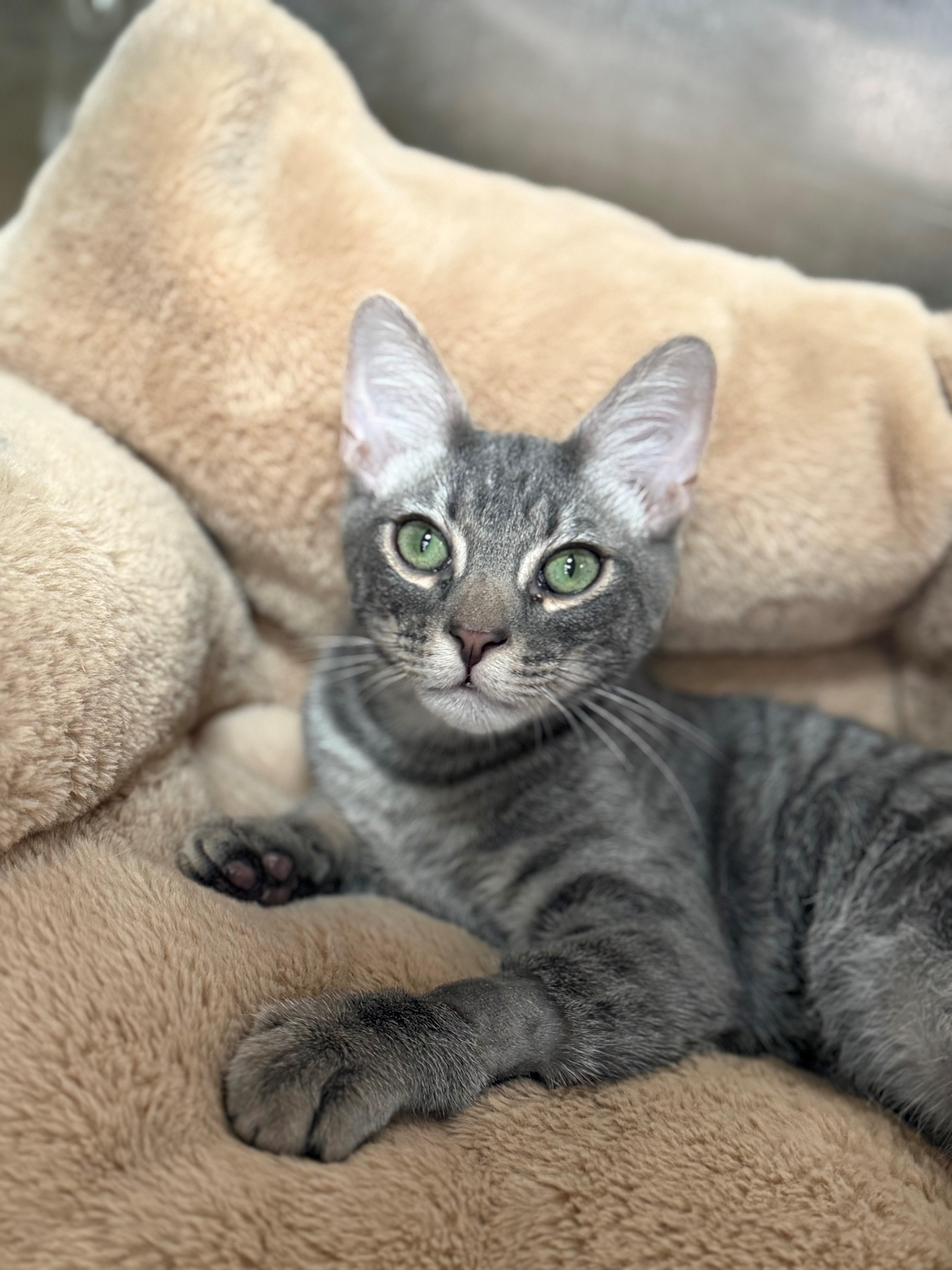 Jack, ADOPTABLE, Young Male Domestic Short Hair.