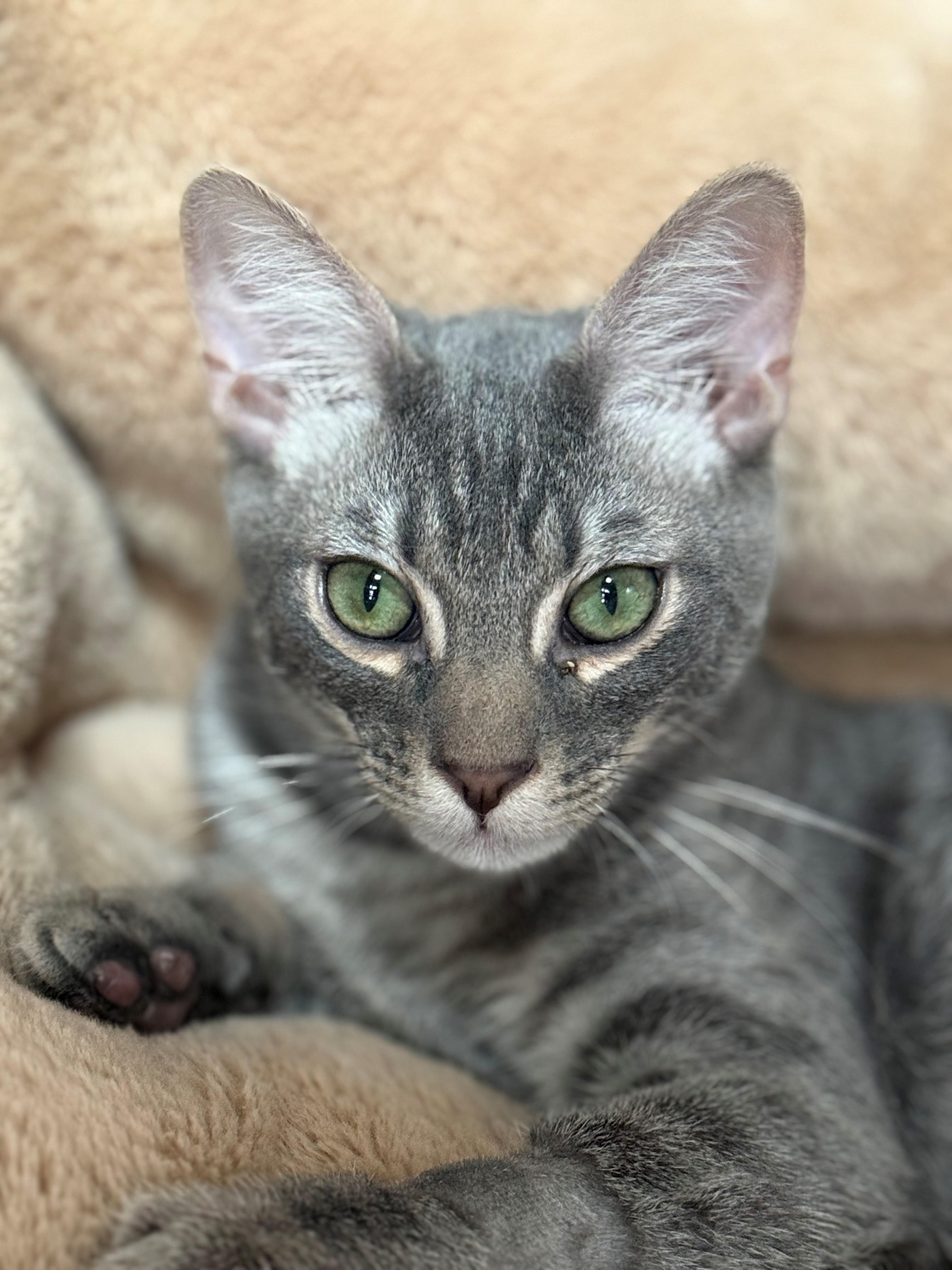 Enlarge Jack, a ADOPTABLE Domestic Short Hair in Laguna Beach, CA image 2/2