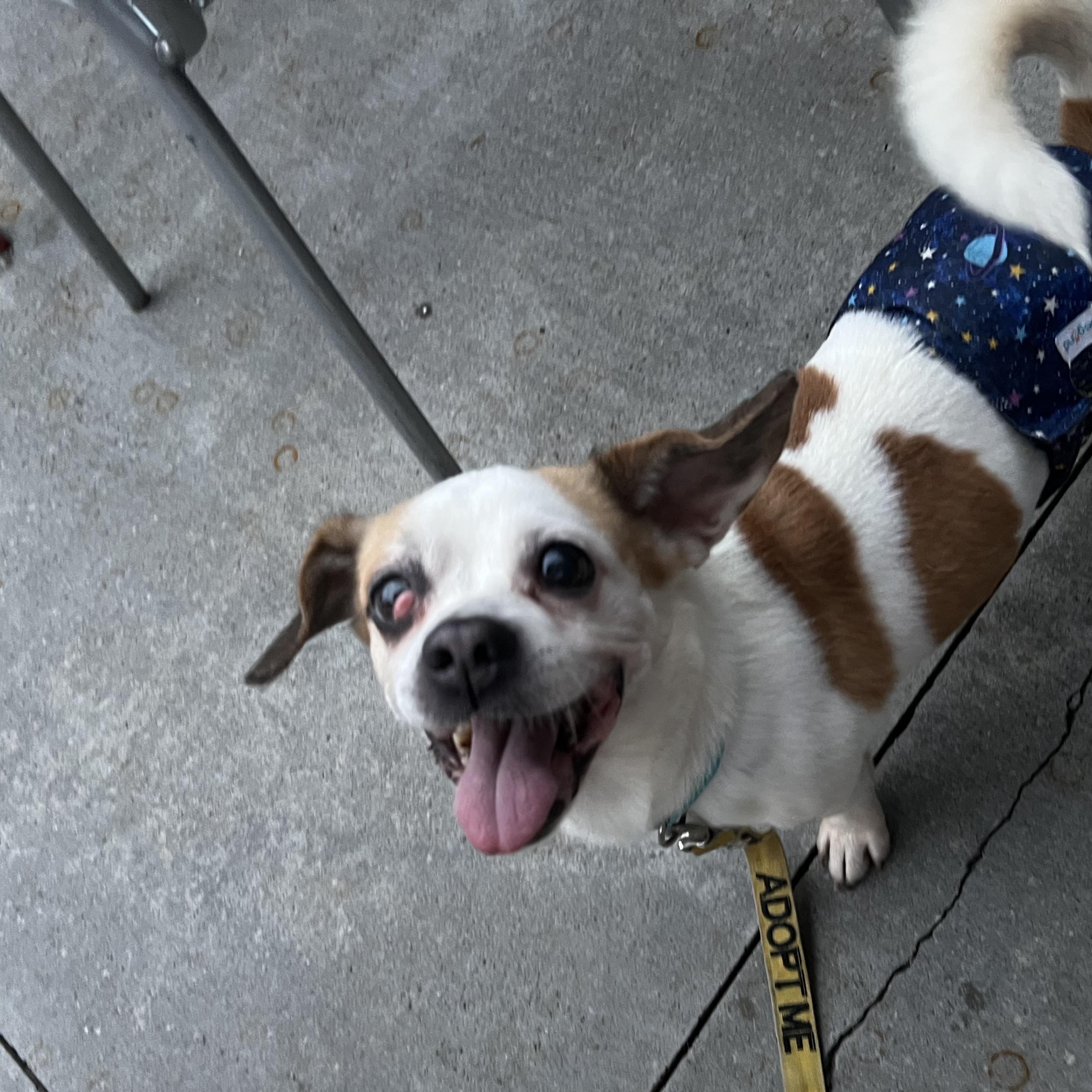 Enlarge Bob, a Adoptable mixed breed in Akron, OH image 3/5