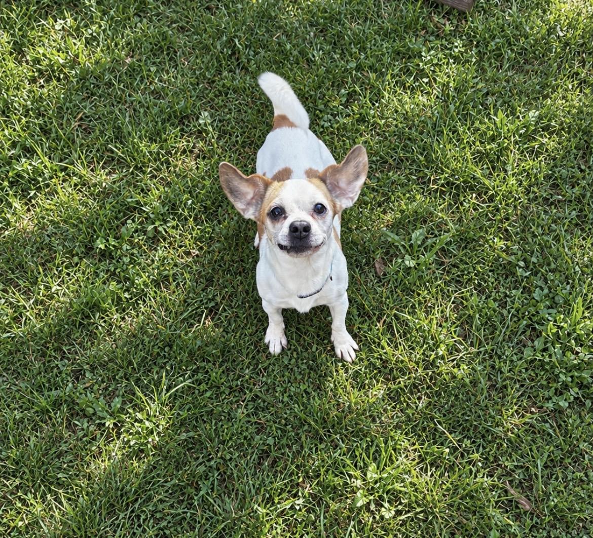 Bob, Adoptable, Adult Male Chug & Beagle.
