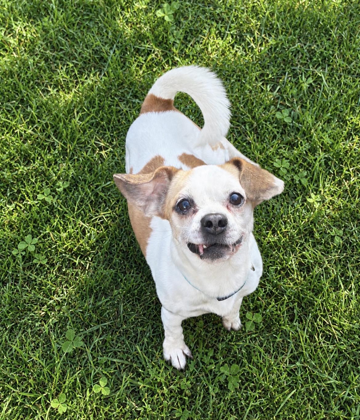 Enlarge Bob, a Adoptable mixed breed in Akron, OH image 5/5