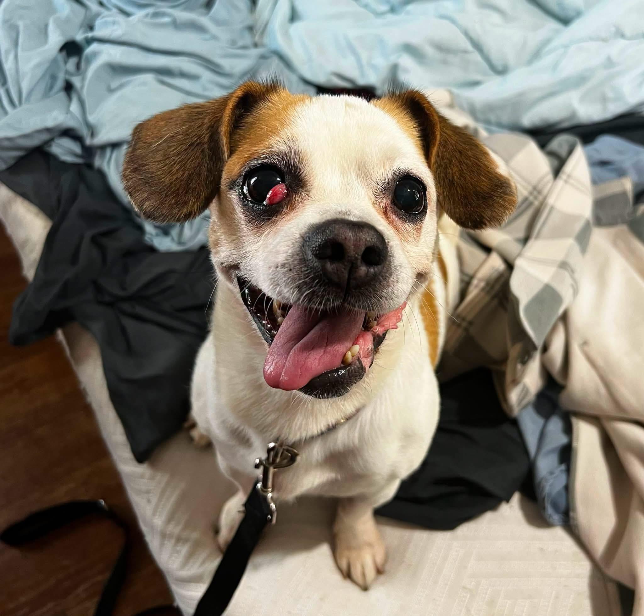 Enlarge Bob, a Adoptable mixed breed in Akron, OH image 2/5