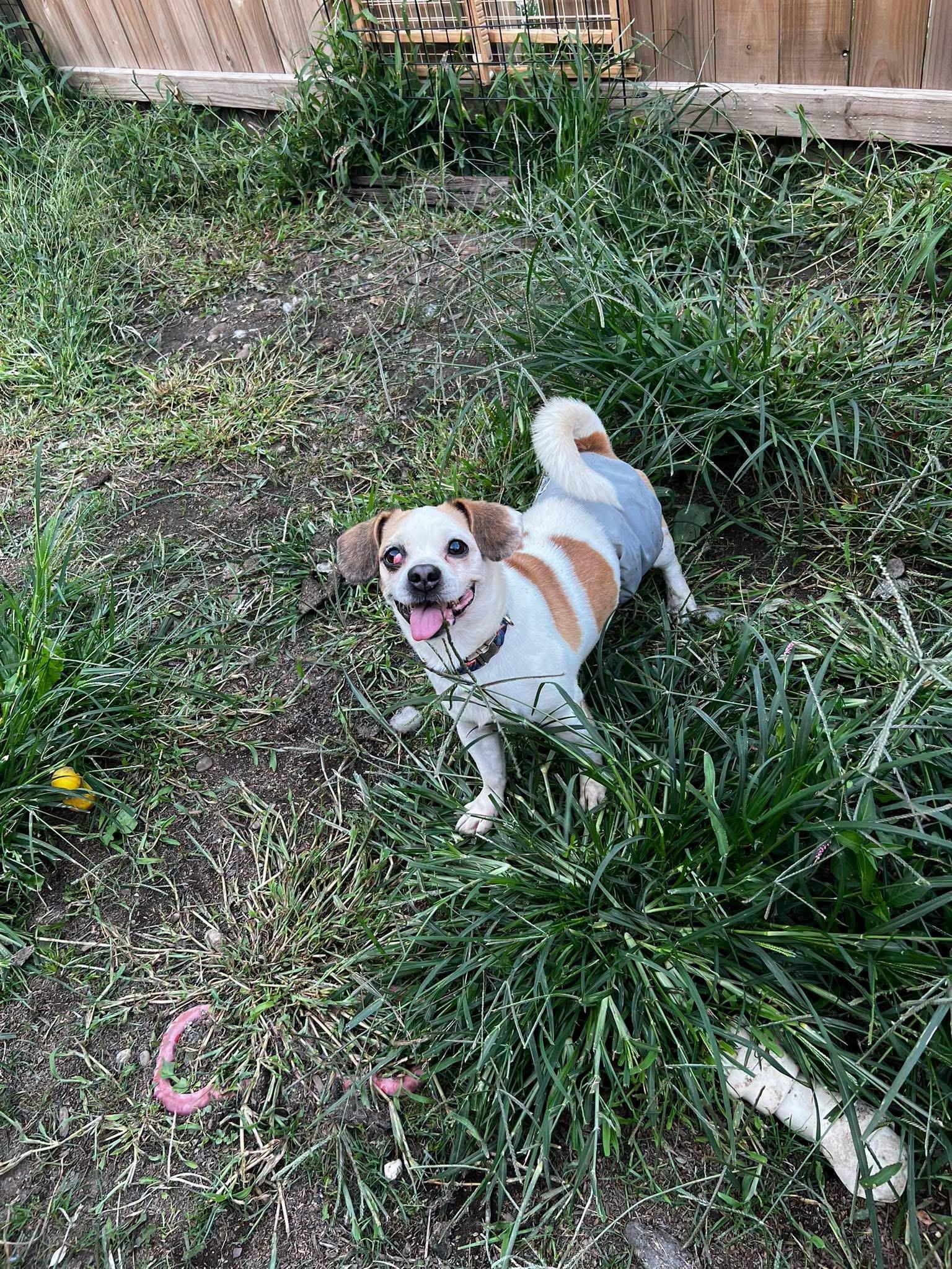 Enlarge Bob, a Adoptable mixed breed in Akron, OH image 4/5