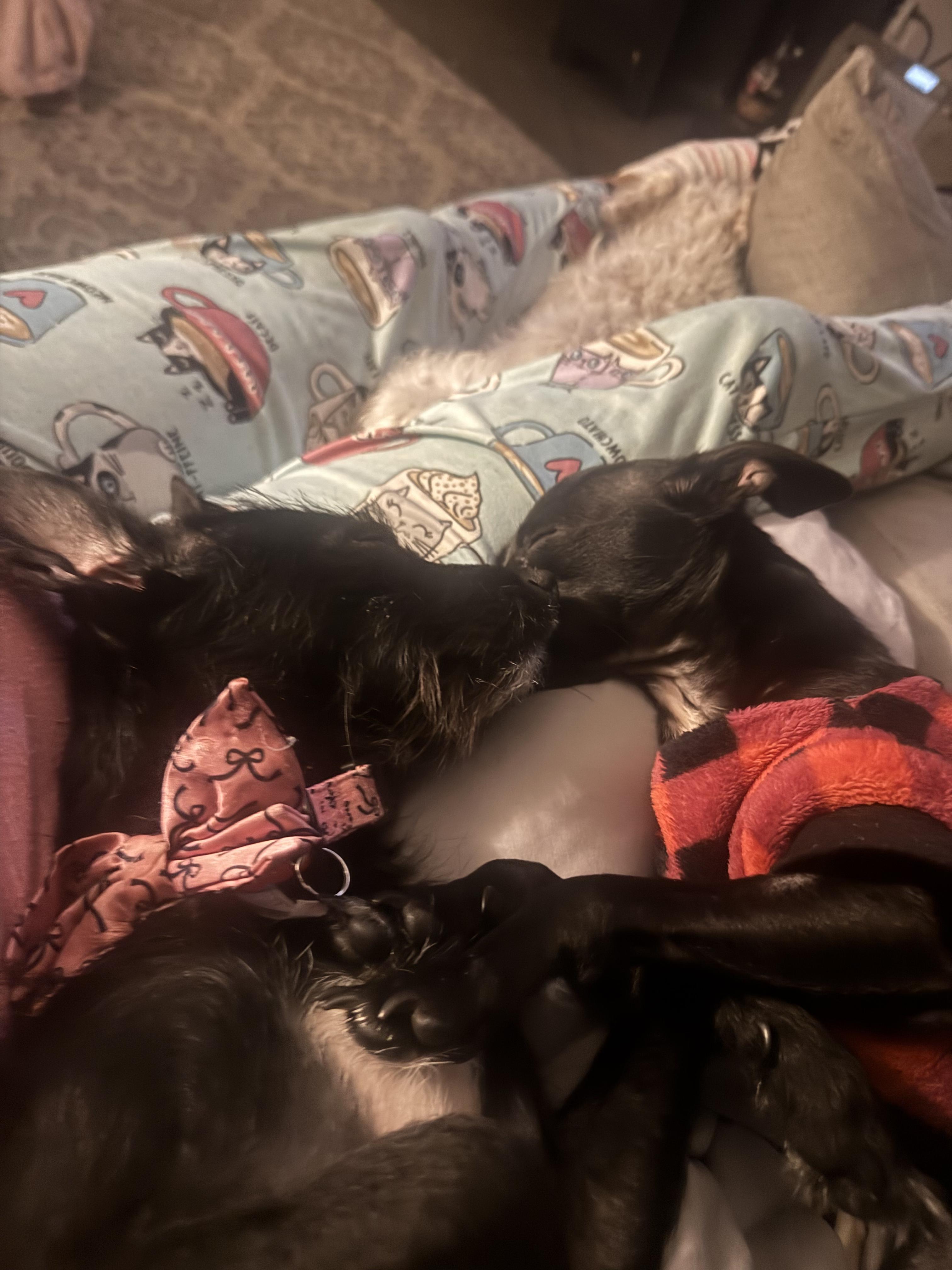 Petra / Polywalk, a Adoptable Chihuahua in West Valley, UT image 5/6