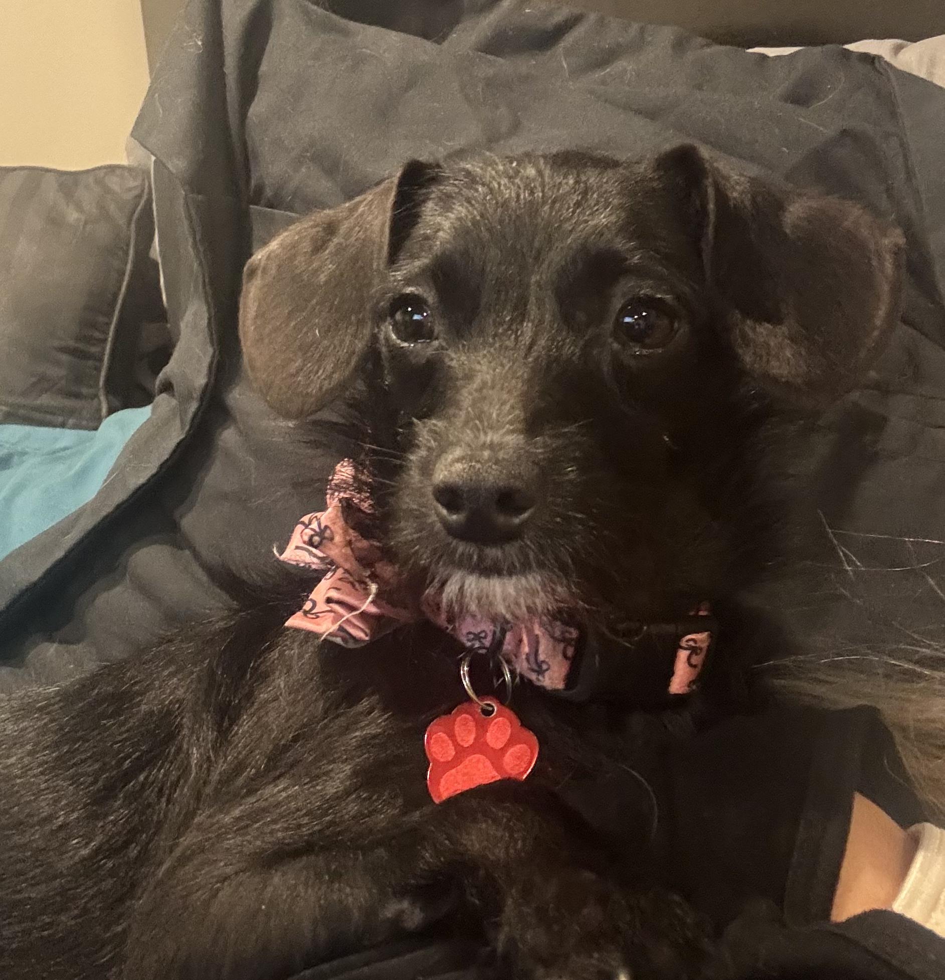 Petra / Polywalk, a Adoptable Chihuahua in West Valley, UT image 2/6