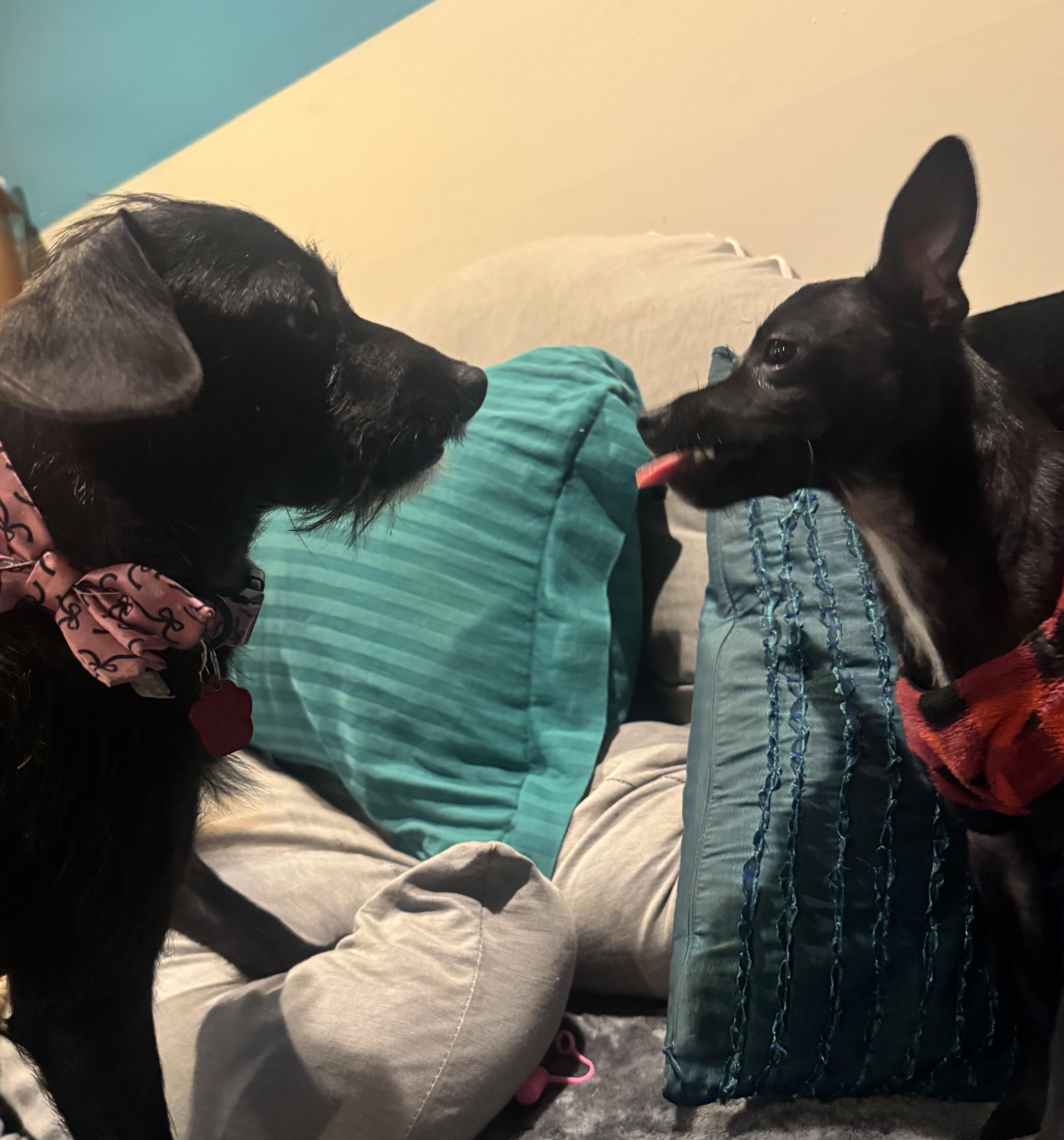 Petra / Polywalk, Adoptable, Young Female Chihuahua.