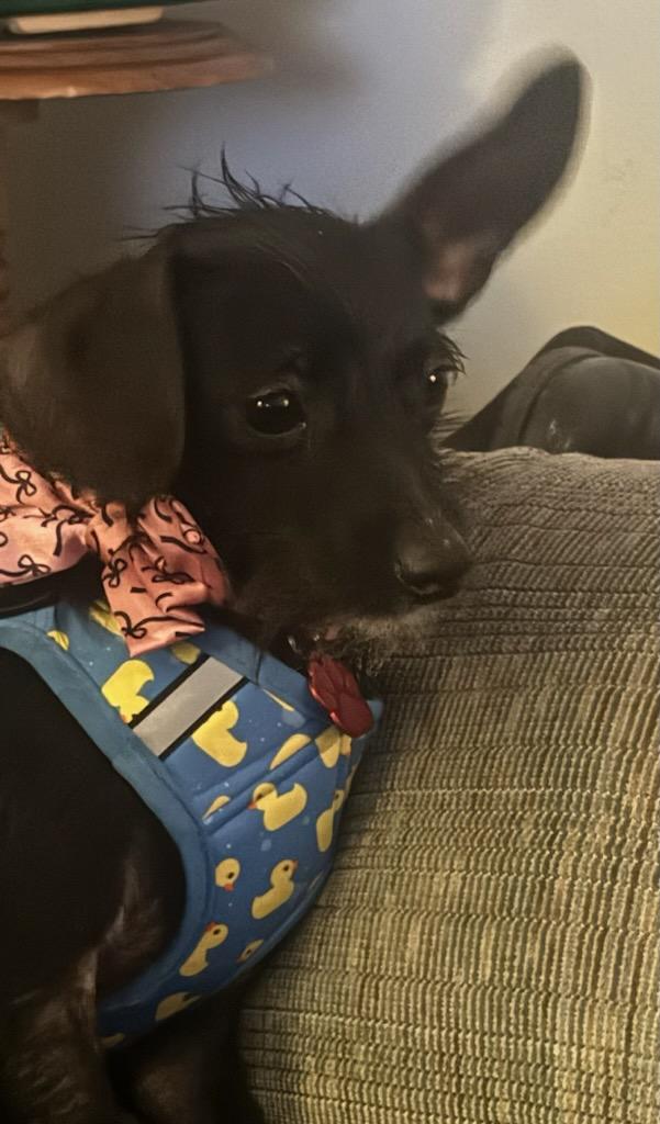 Petra / Polywalk, a Adoptable Chihuahua in West Valley, UT image 3/6