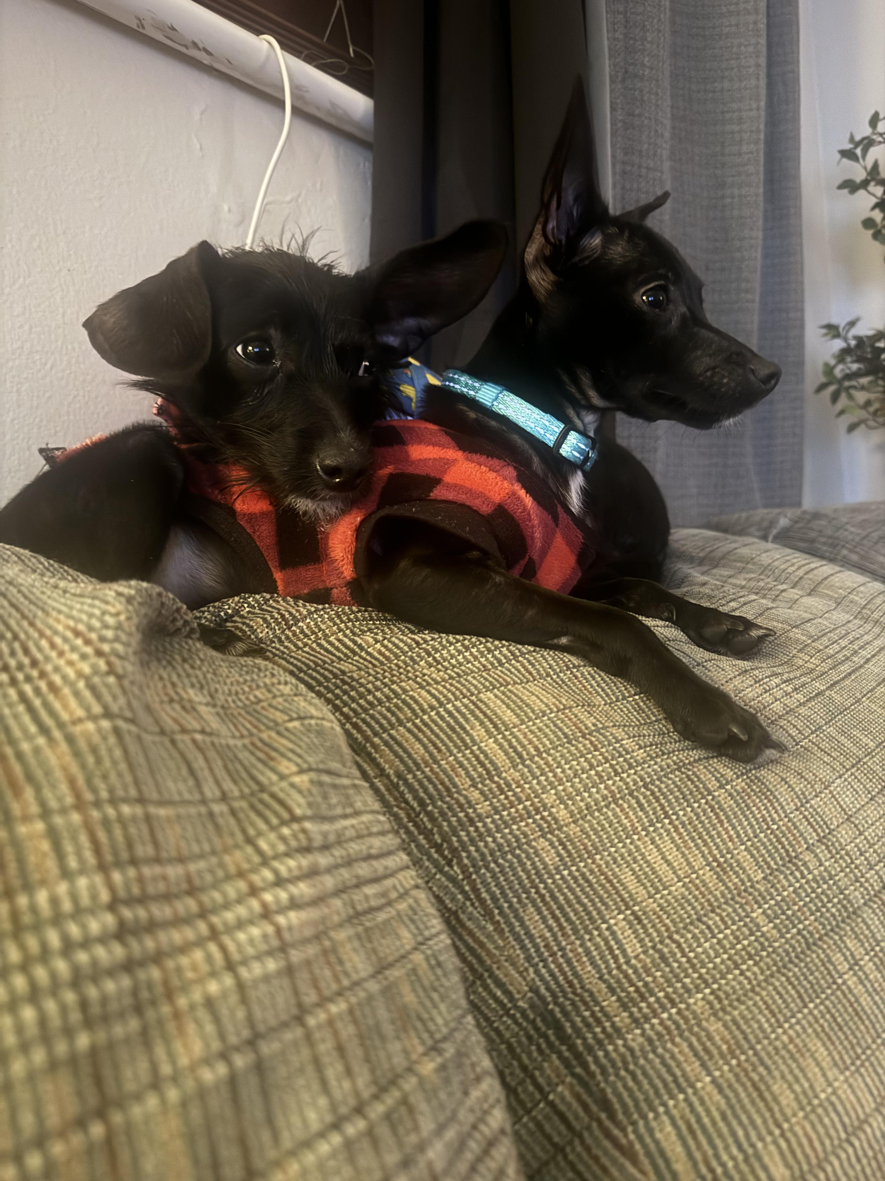 Petra / Polywalk, a Adoptable Chihuahua in West Valley, UT image 6/6