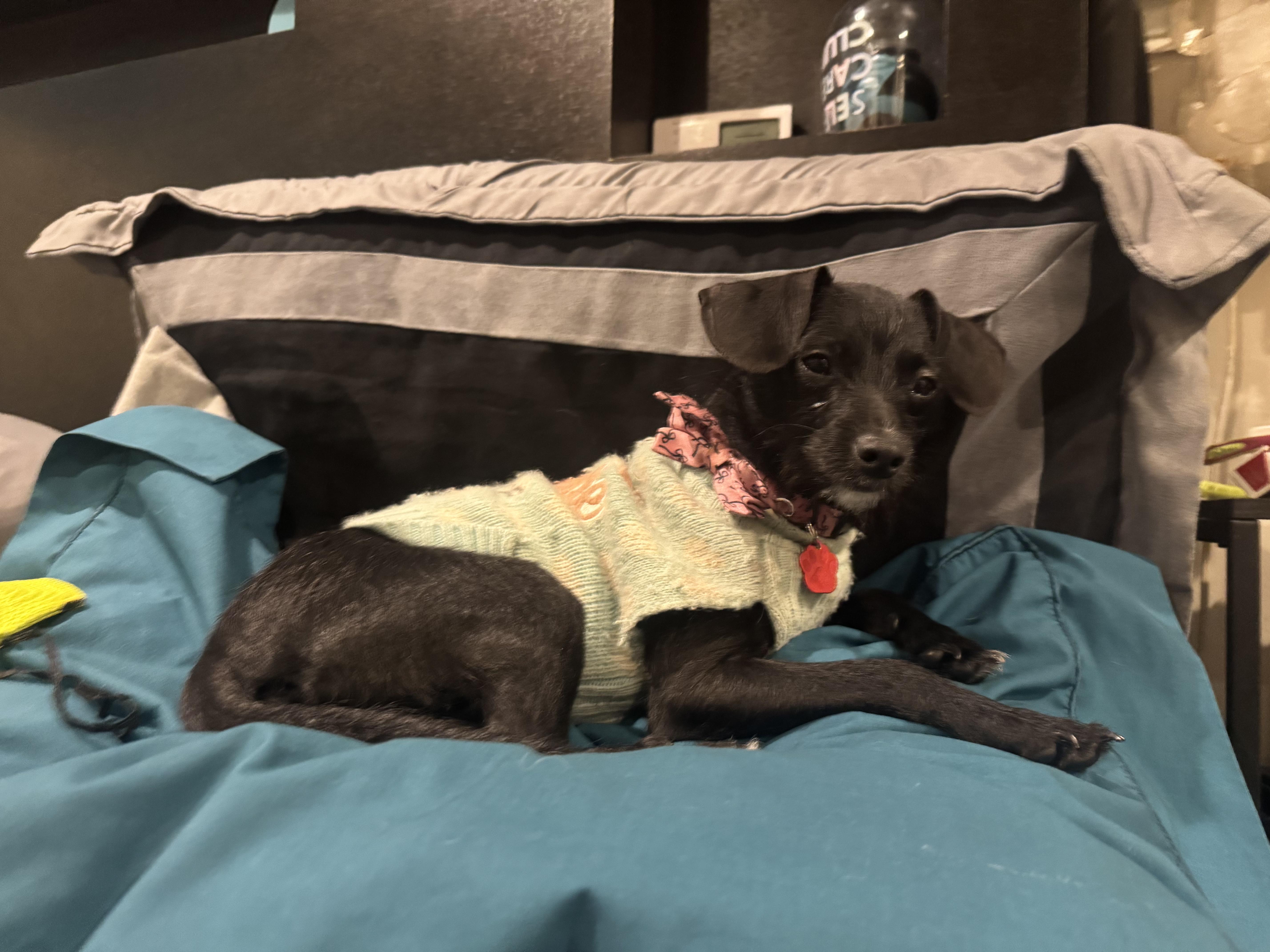 Petra / Polywalk, a Adoptable Chihuahua in West Valley, UT image 4/6