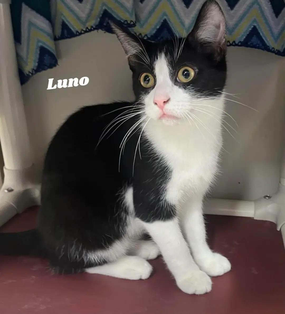 Enlarge Luno, a ADOPTABLE mixed breed in Dunkirk, NY image 1/1