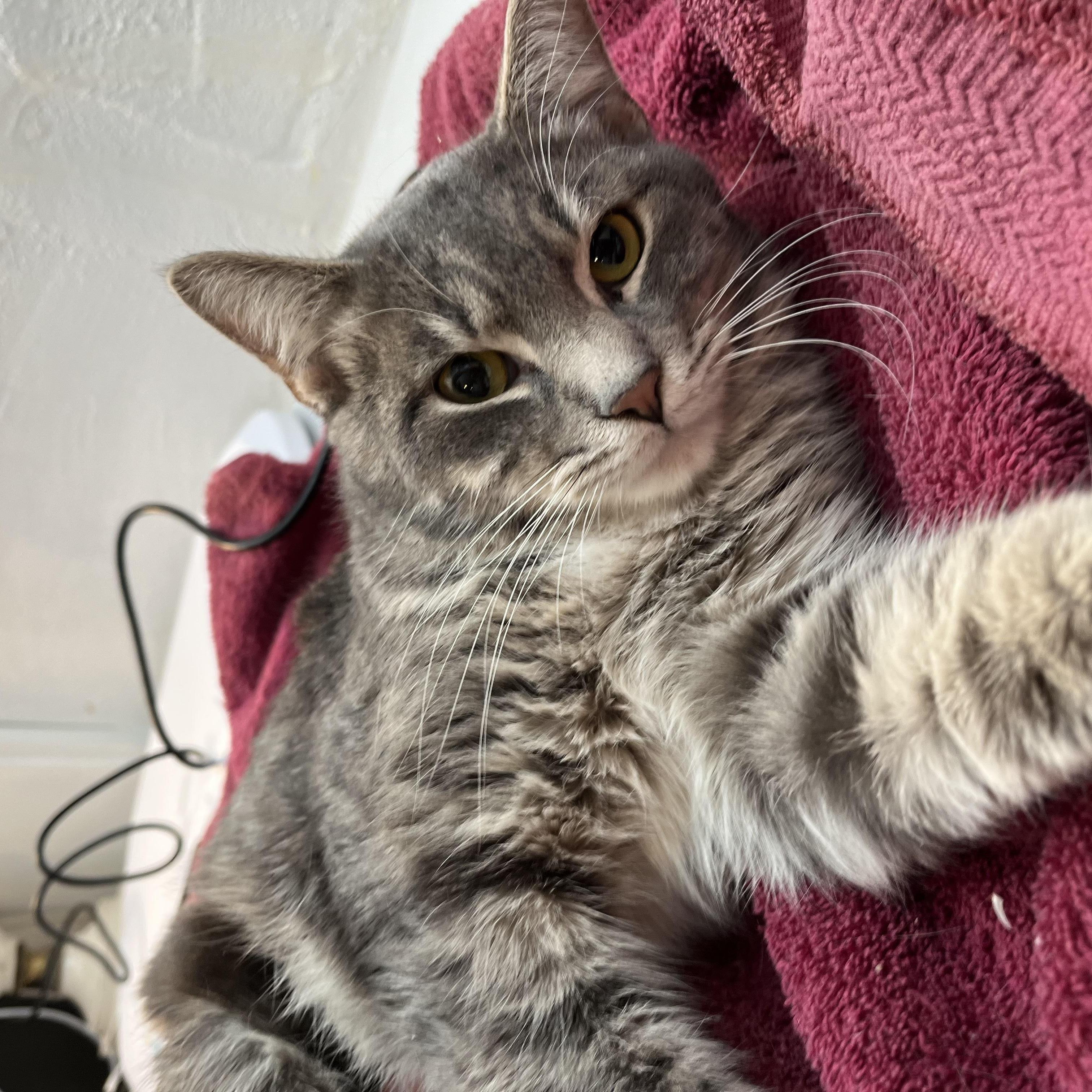 The Stranger, Adoptable, Adult Male Domestic Short Hair.