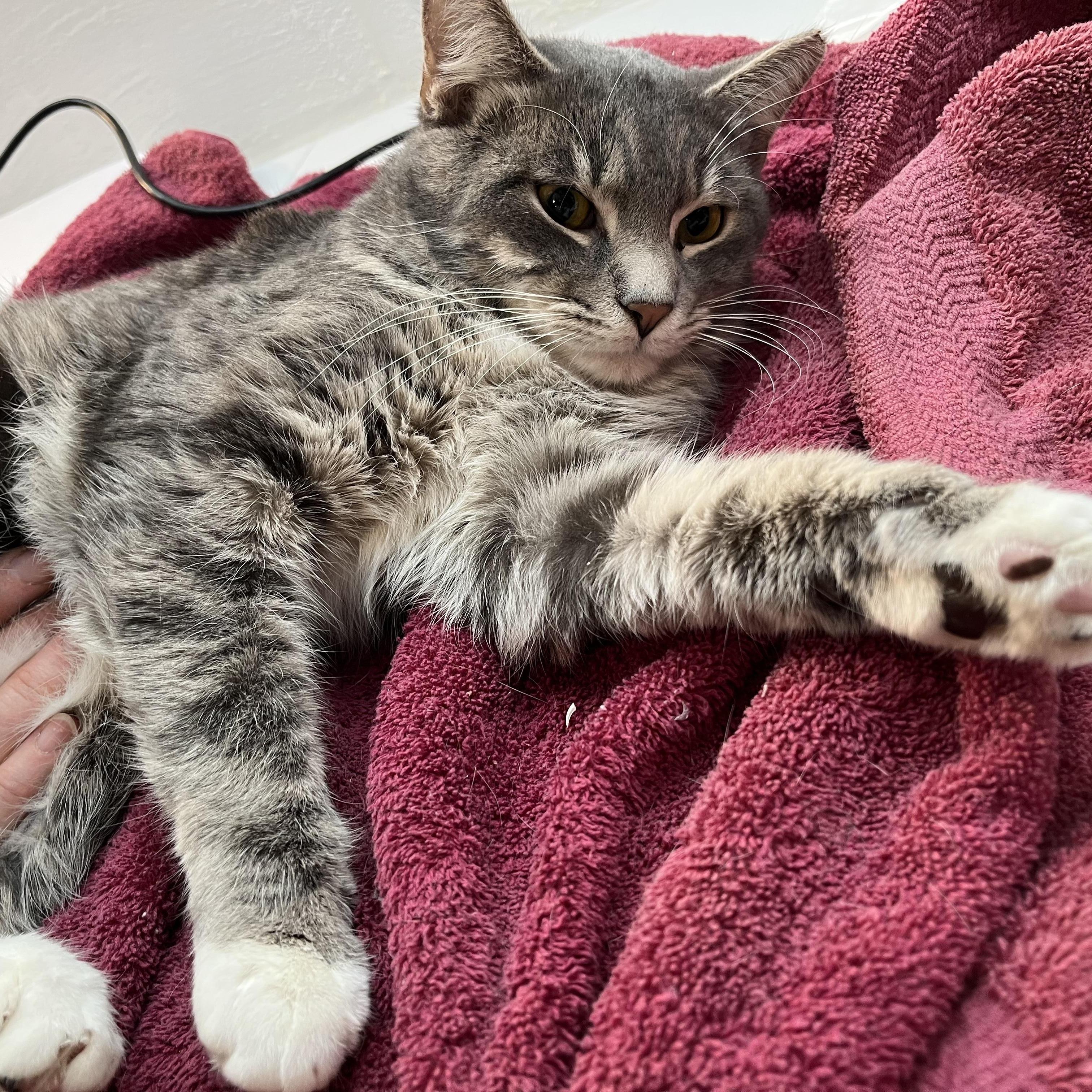 Enlarge The Stranger, an adopted Domestic Short Hair in South Euclid, OH image 2/6