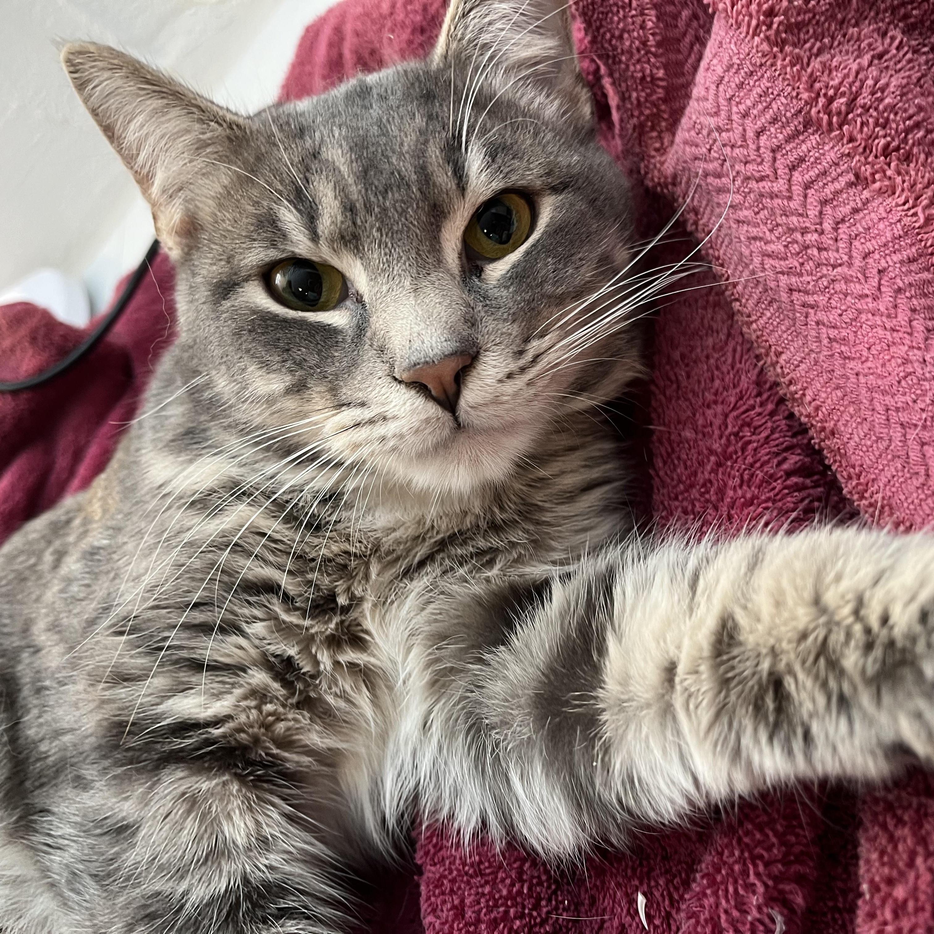 Enlarge The Stranger, an adopted Domestic Short Hair in South Euclid, OH image 3/6