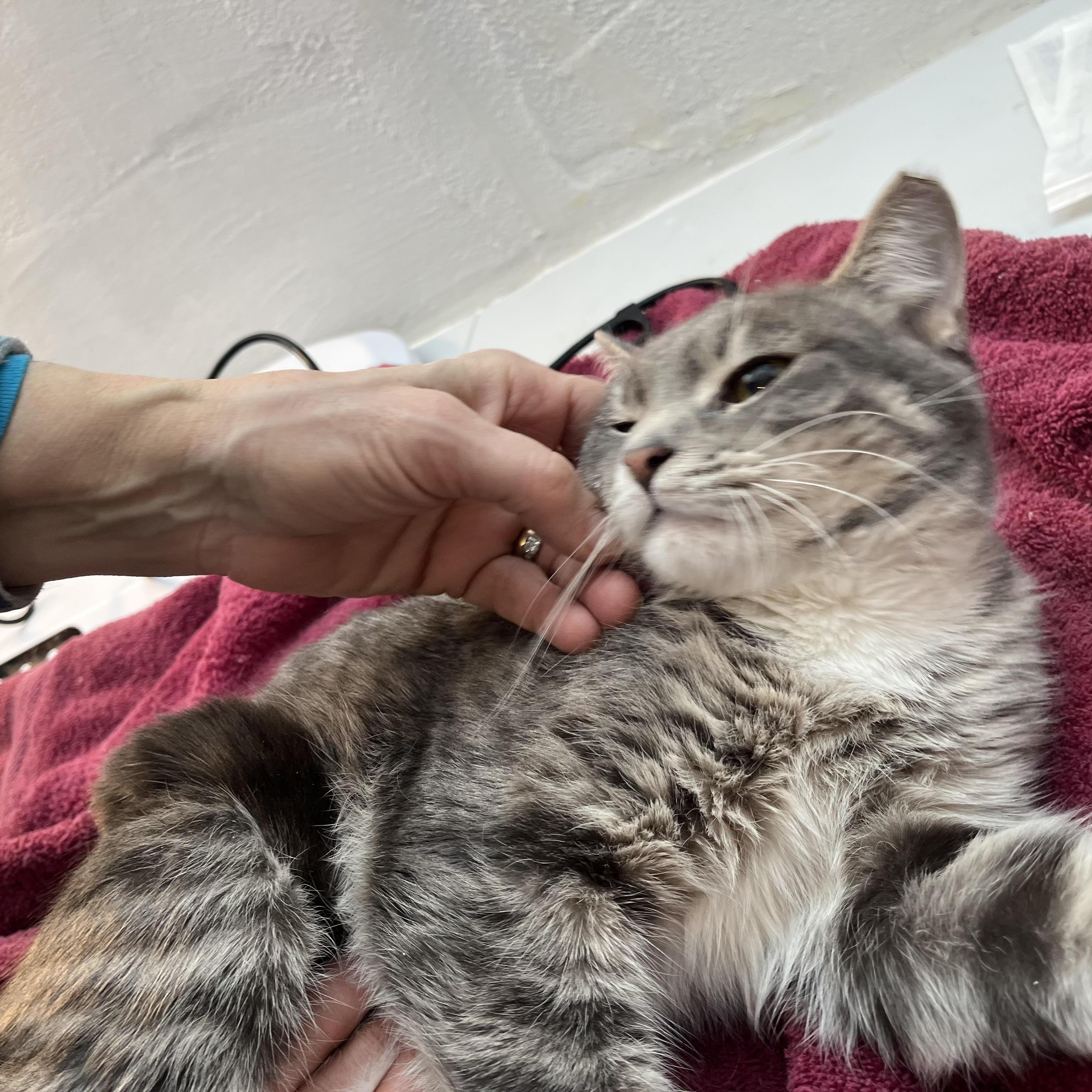 Enlarge The Stranger, an adopted Domestic Short Hair in South Euclid, OH image 4/6