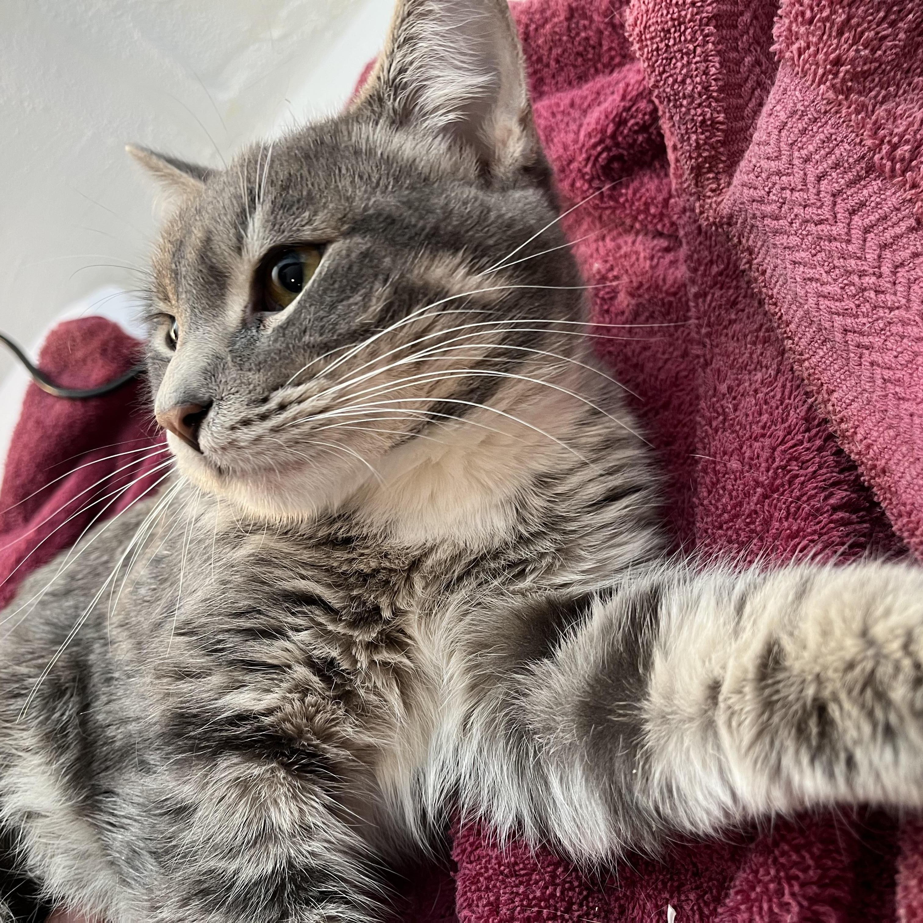 Enlarge The Stranger, an adopted Domestic Short Hair in South Euclid, OH image 5/6